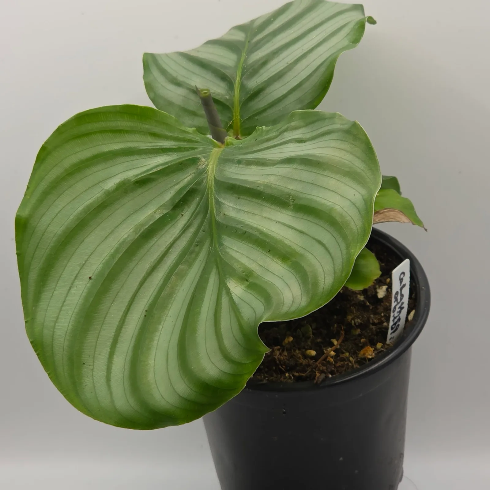 Calathea Orbifolia — image 3