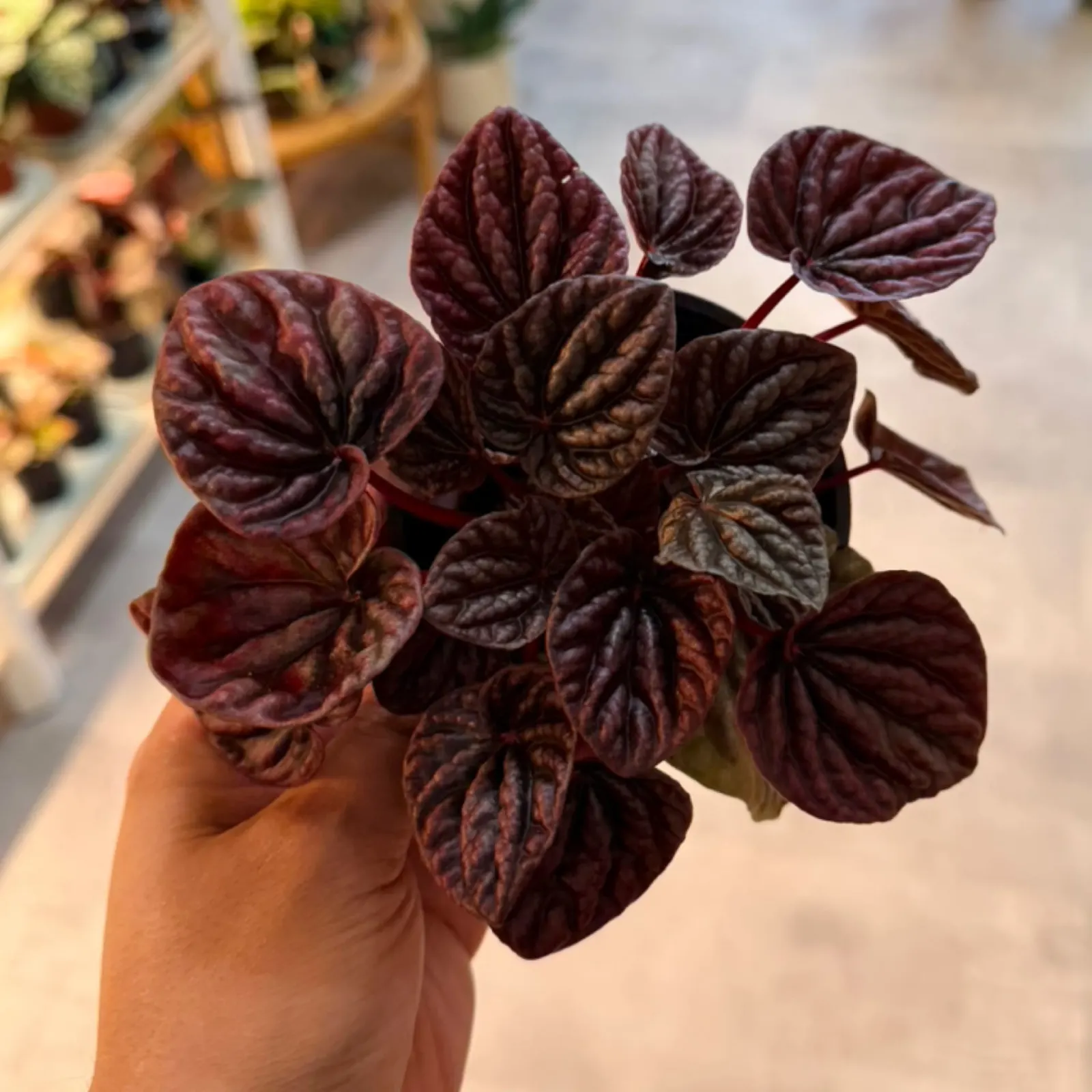 Peperomia Red Ripple houseplant with dark burgundy textured leaves in terracotta pot.