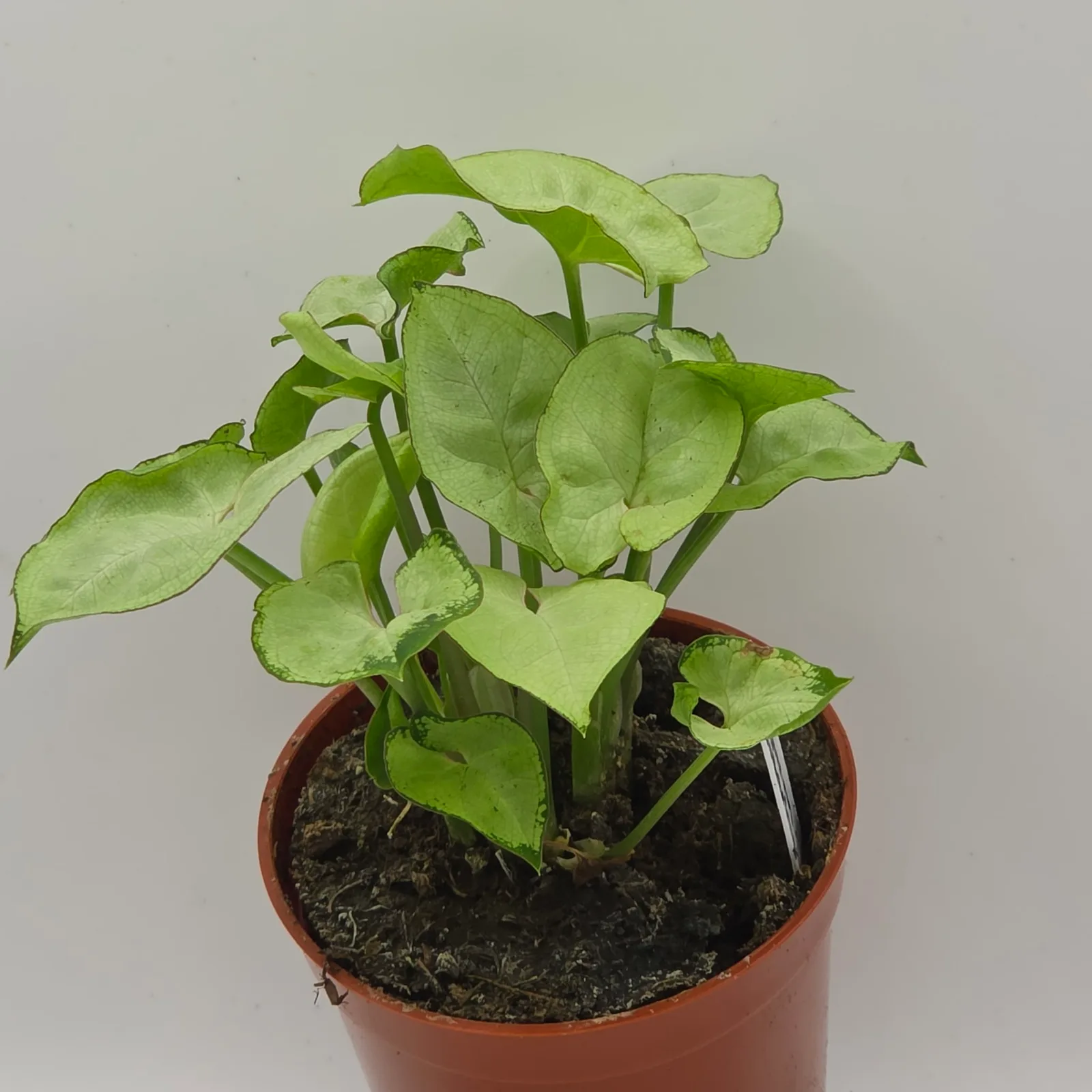 Syngonium Butterfly — image 2