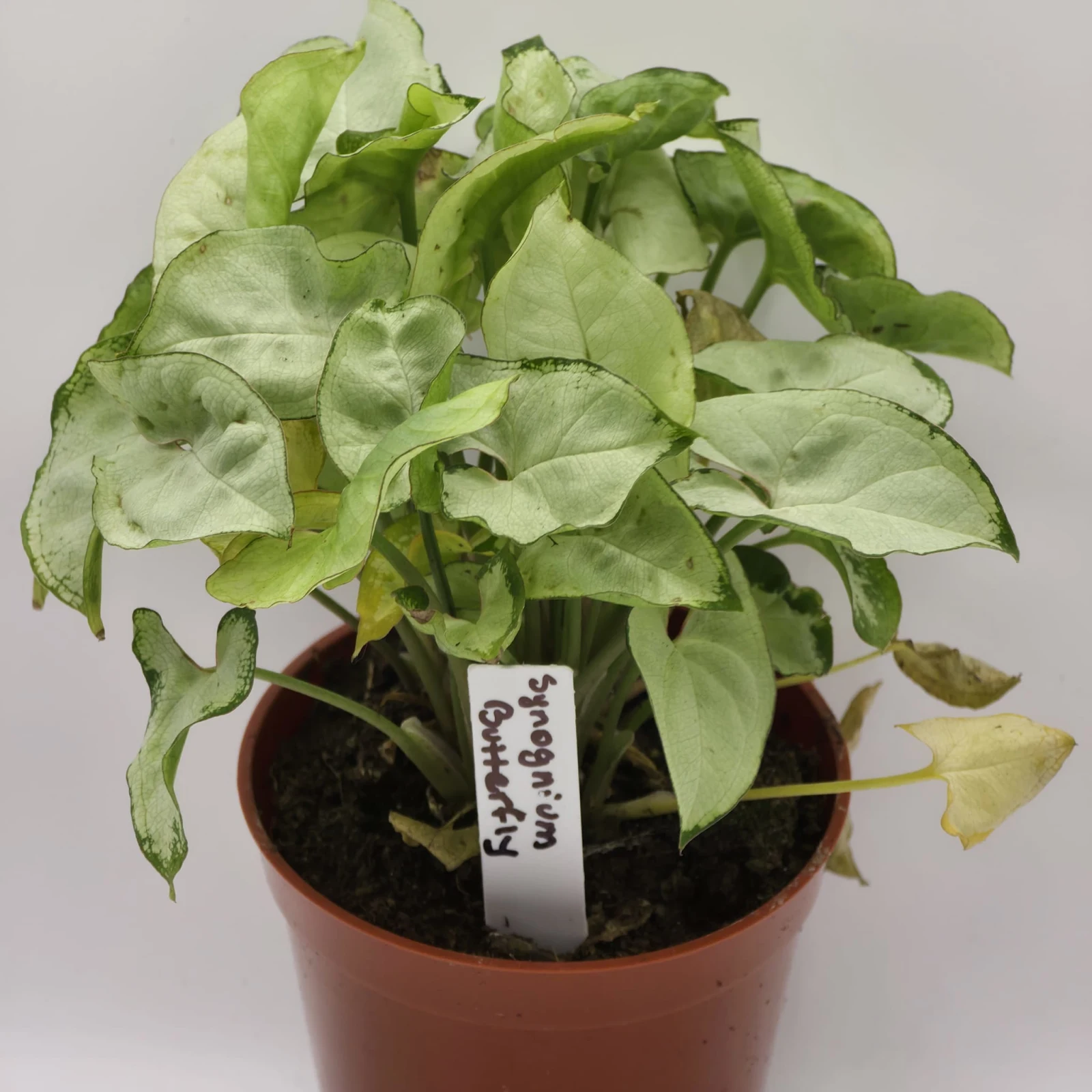 Syngonium