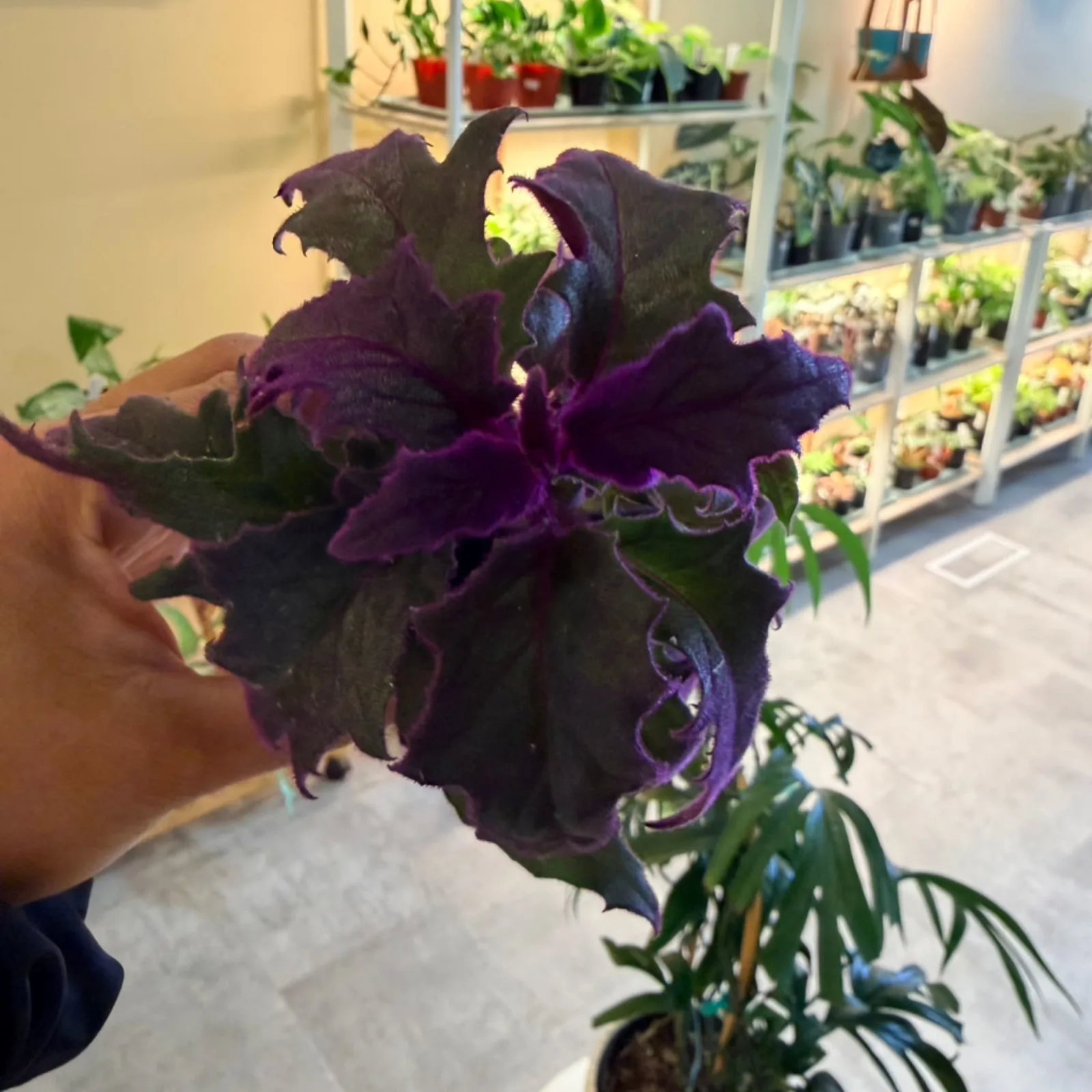 Purple Passion Plant with deep purple velvety flowers in terracotta pot indoors