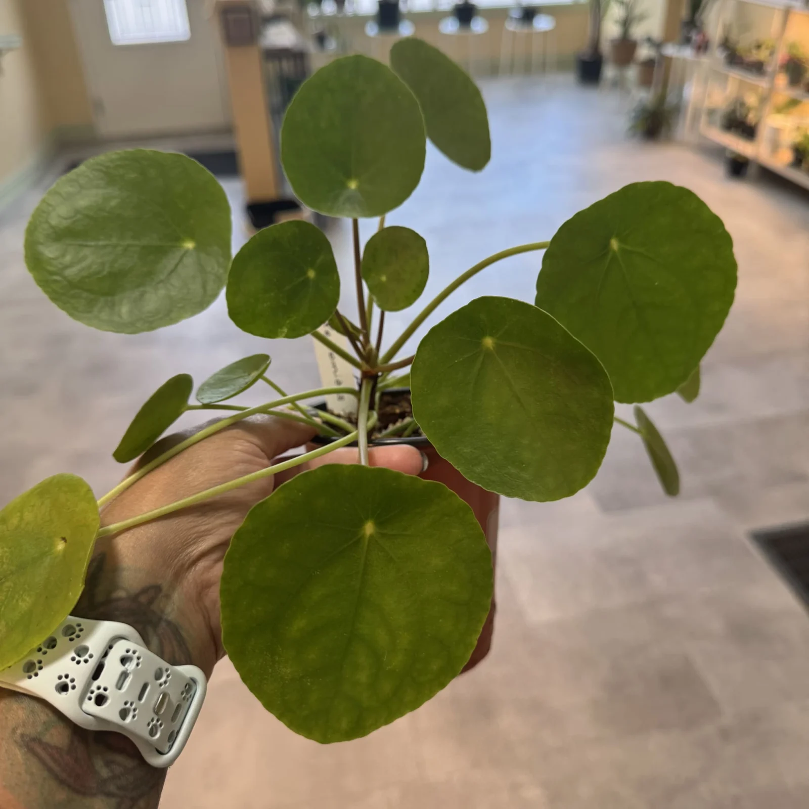 Pilea Pepromioides with round coin-shaped green leaves in terracotta pot, held in hand.