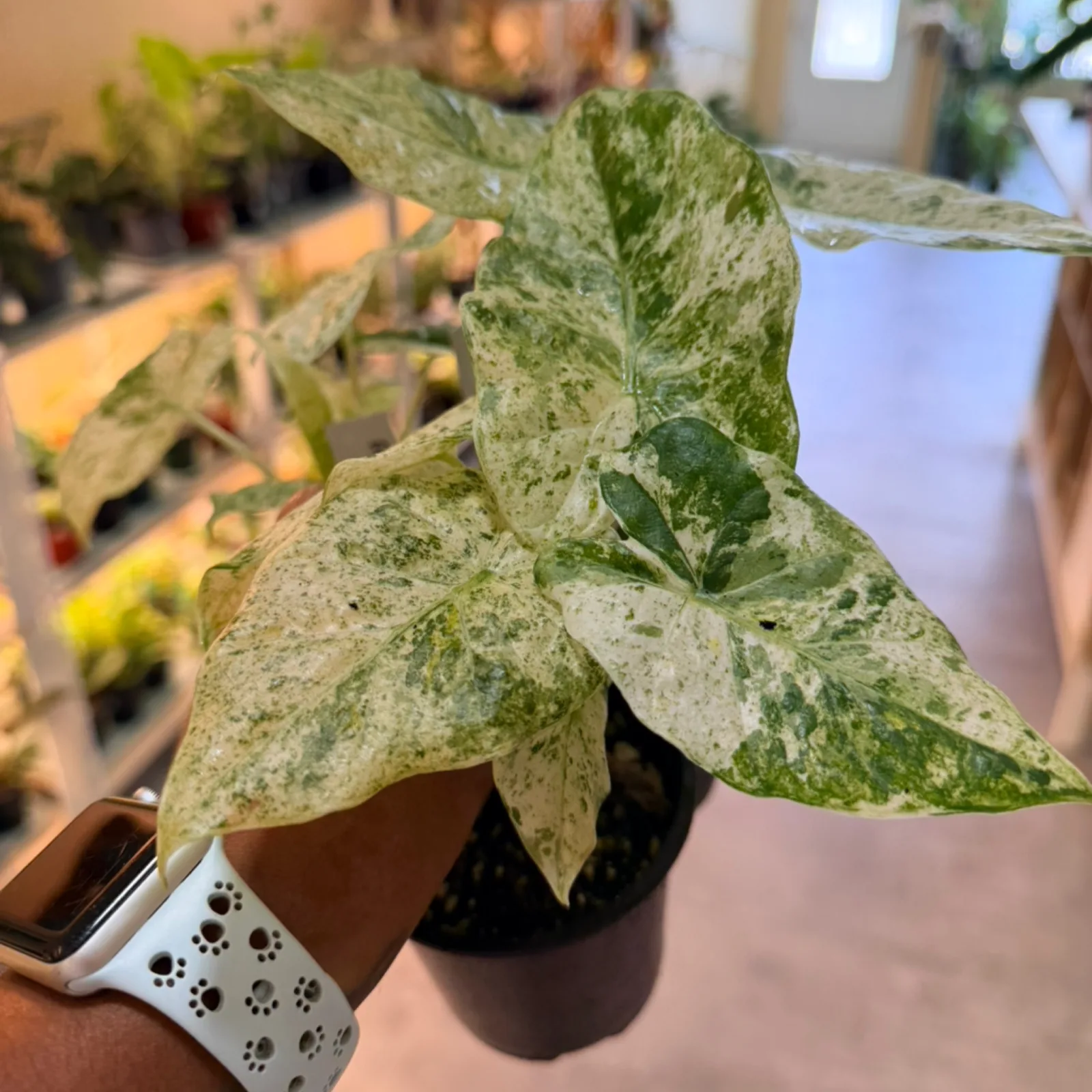 Alocasia 'Odora Batik' with variegated green and white leaves in decorative ceramic pot.