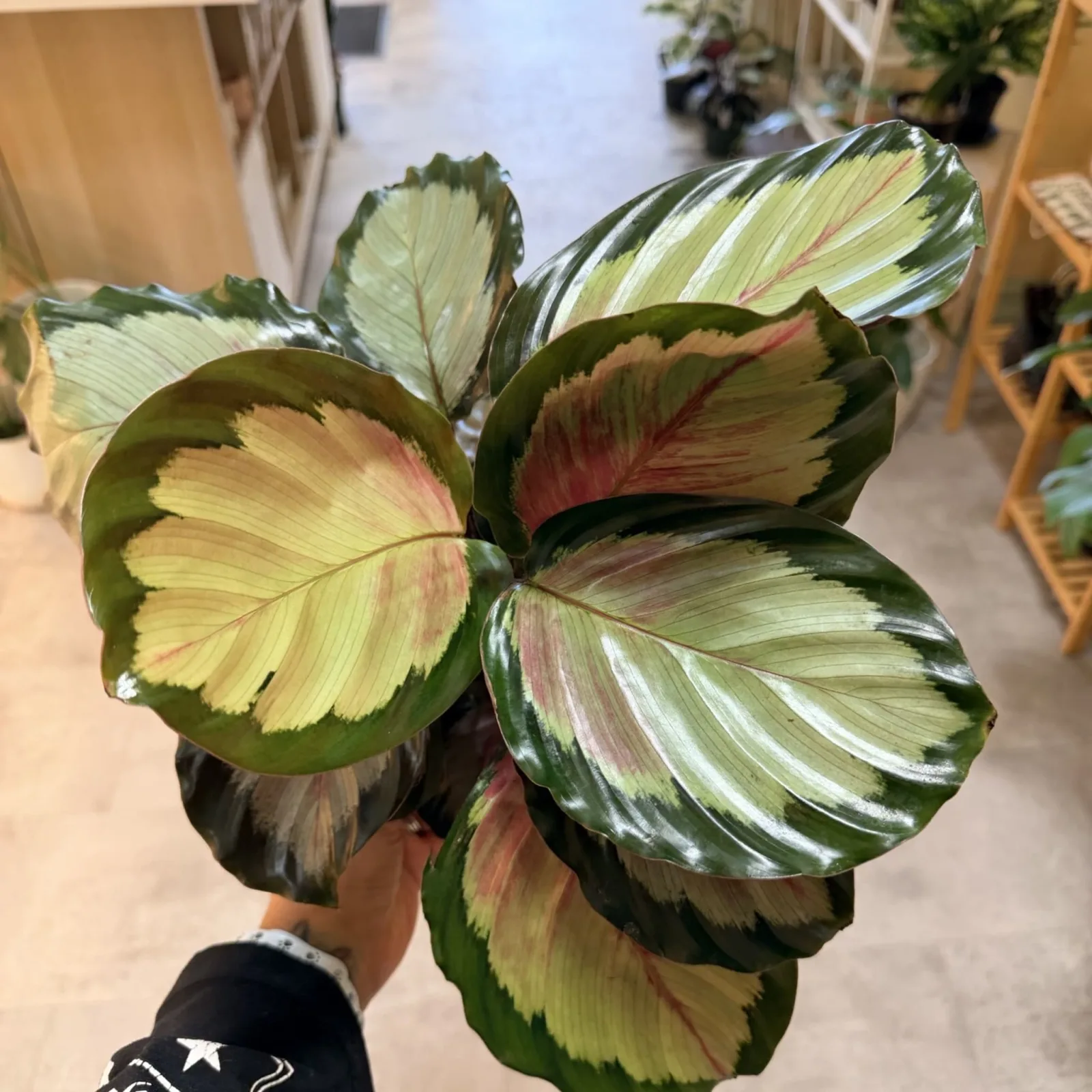 Calathea Northern Lights houseplant with striped green and cream variegated leaves held in hand.
