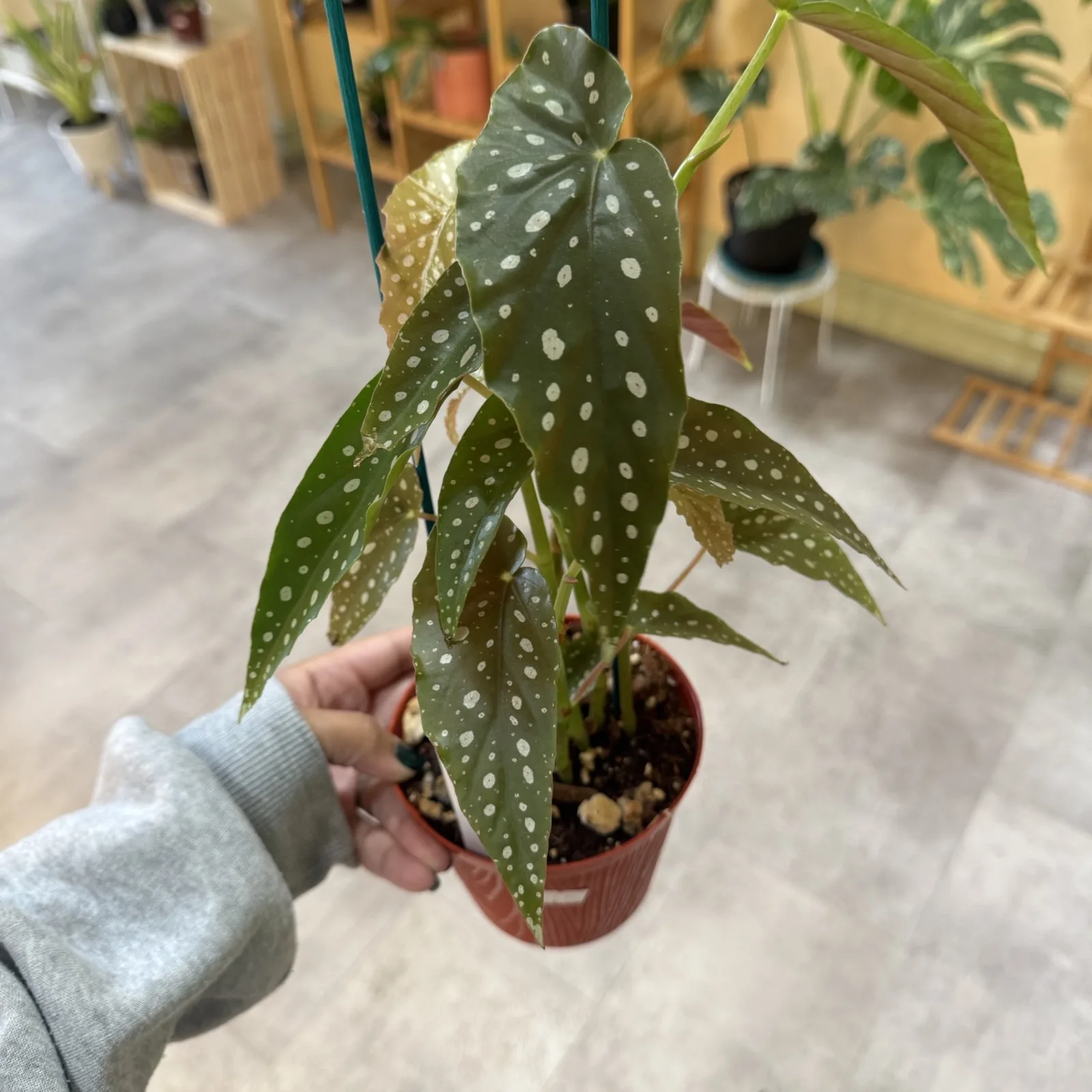 Begonia Maculata with spotted silver-green leaves in white ribbed ceramic pot