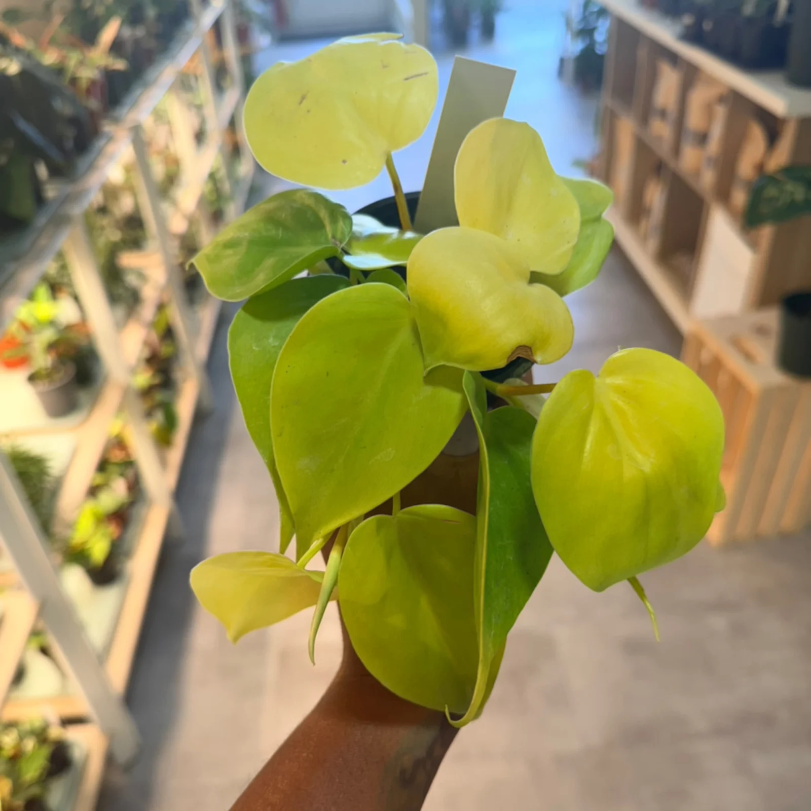 Philodendron Heartleaf Lemon Lime with vibrant yellow-green foliage in terracotta pot.