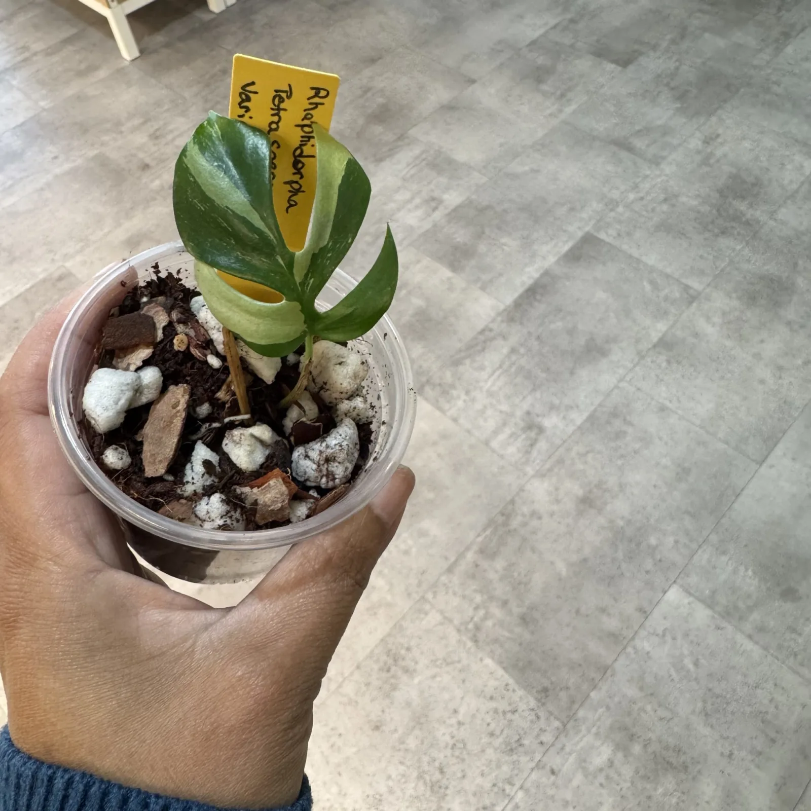 Rhaphidophora Tetrasperma Variegated small plant with variegated leaves in clear plastic pot with soil.