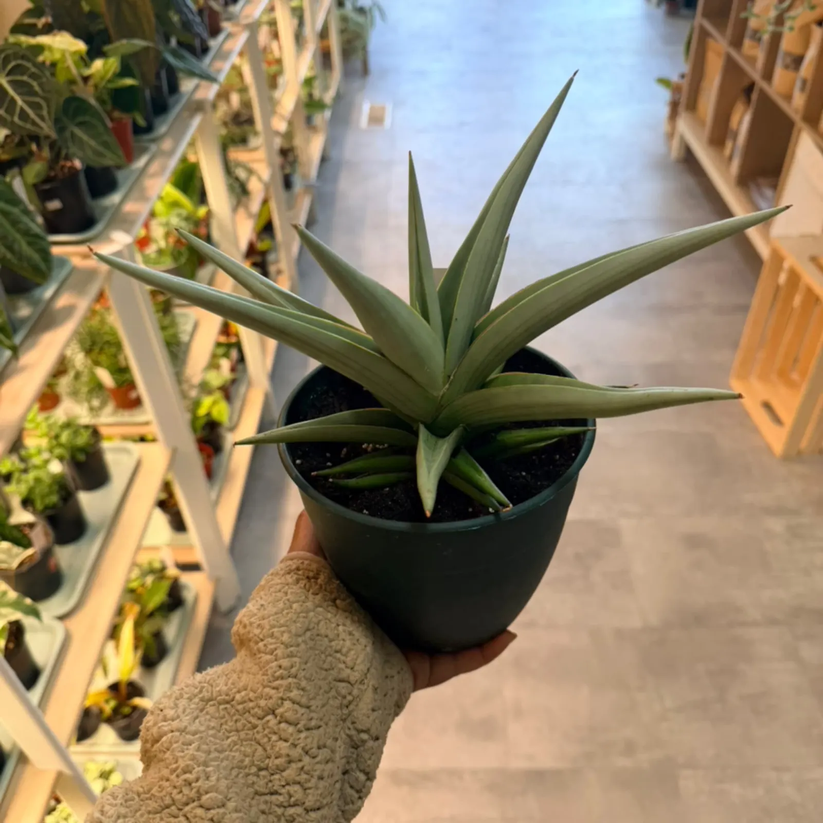 Sansevieria Chanin succulent plant with pointed green leaves in black pot
