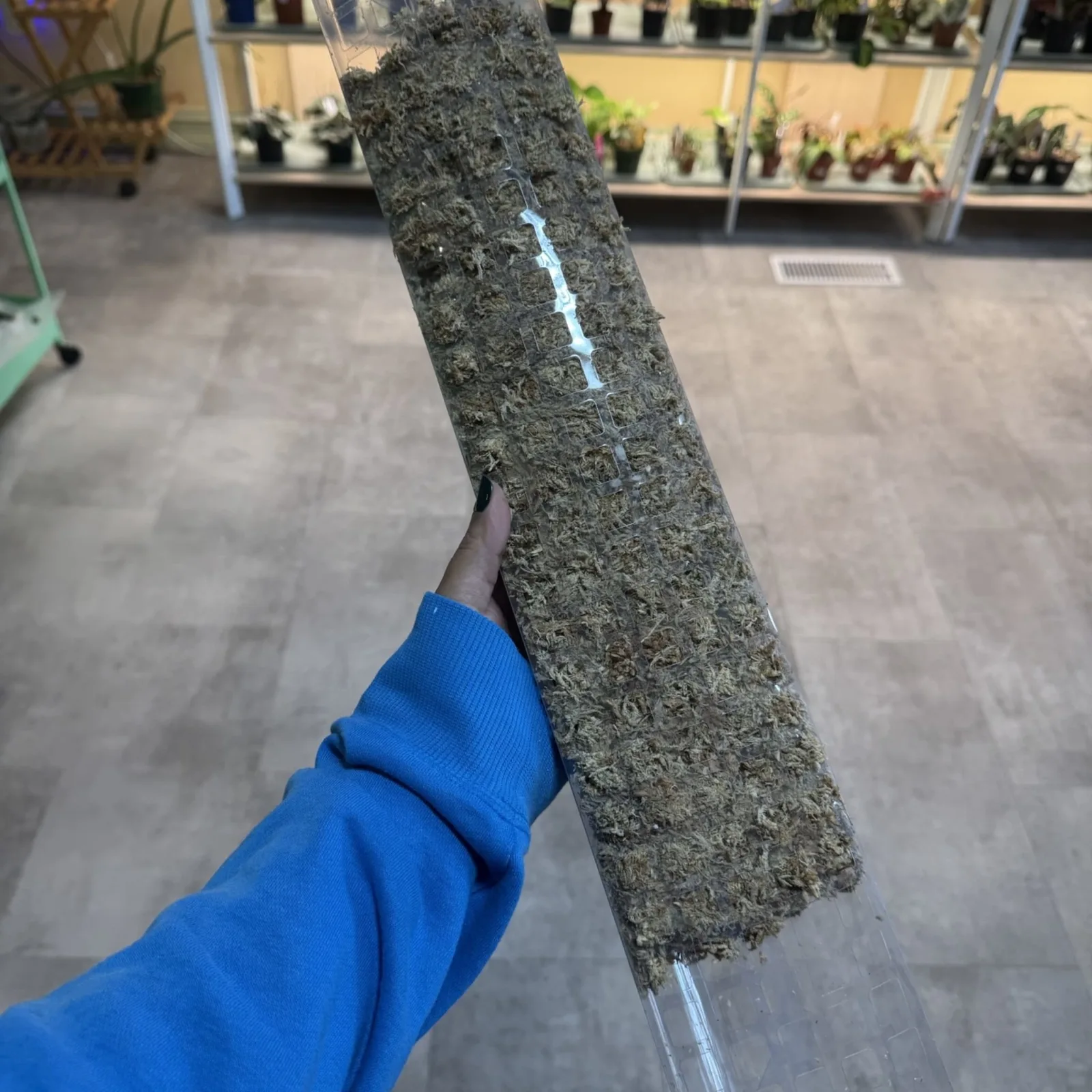 24" Moss poles Pre Filled With Sphagnum Moss for climbing plants support