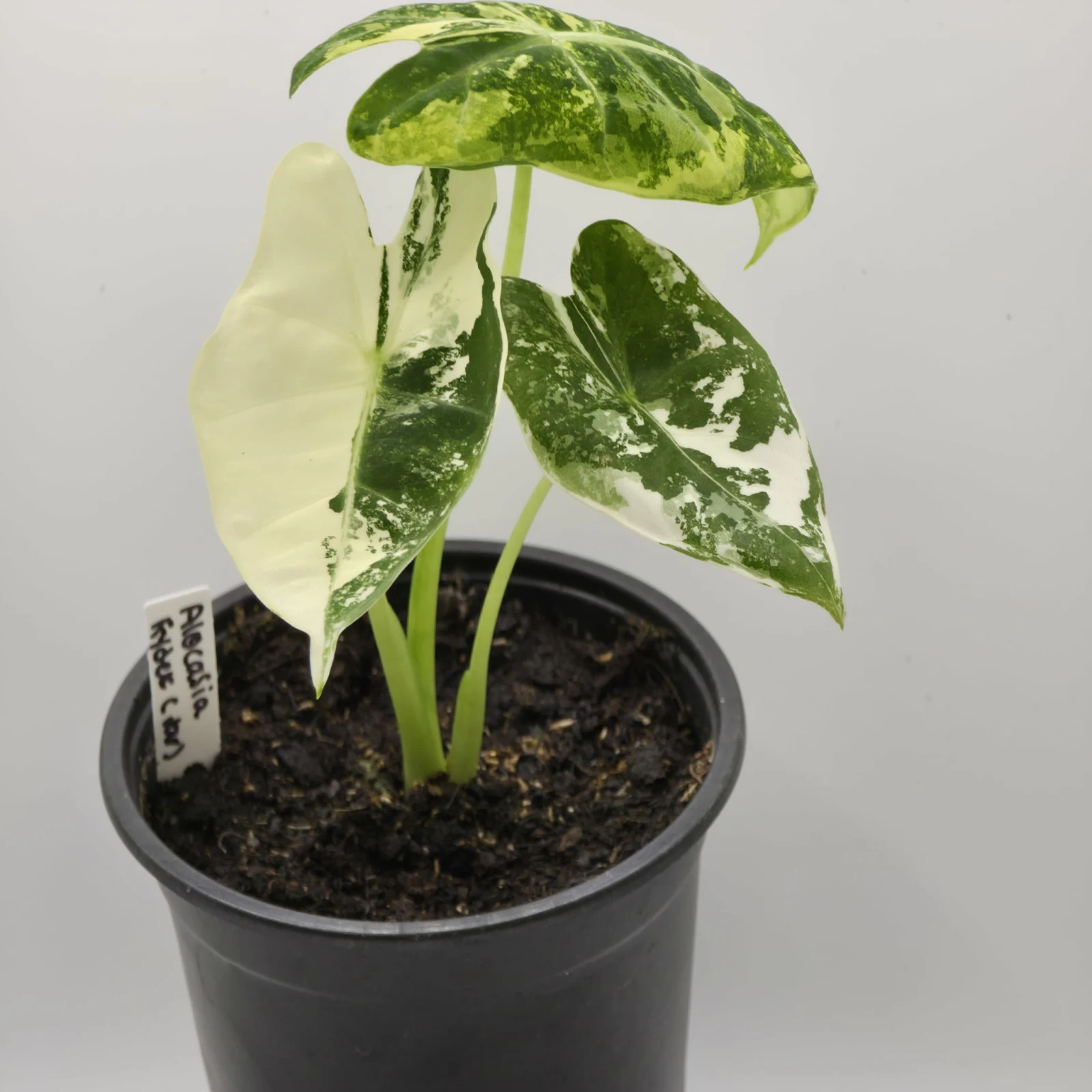 Alocasia Frydek Variegated houseplant with white and green variegated leaves in pot