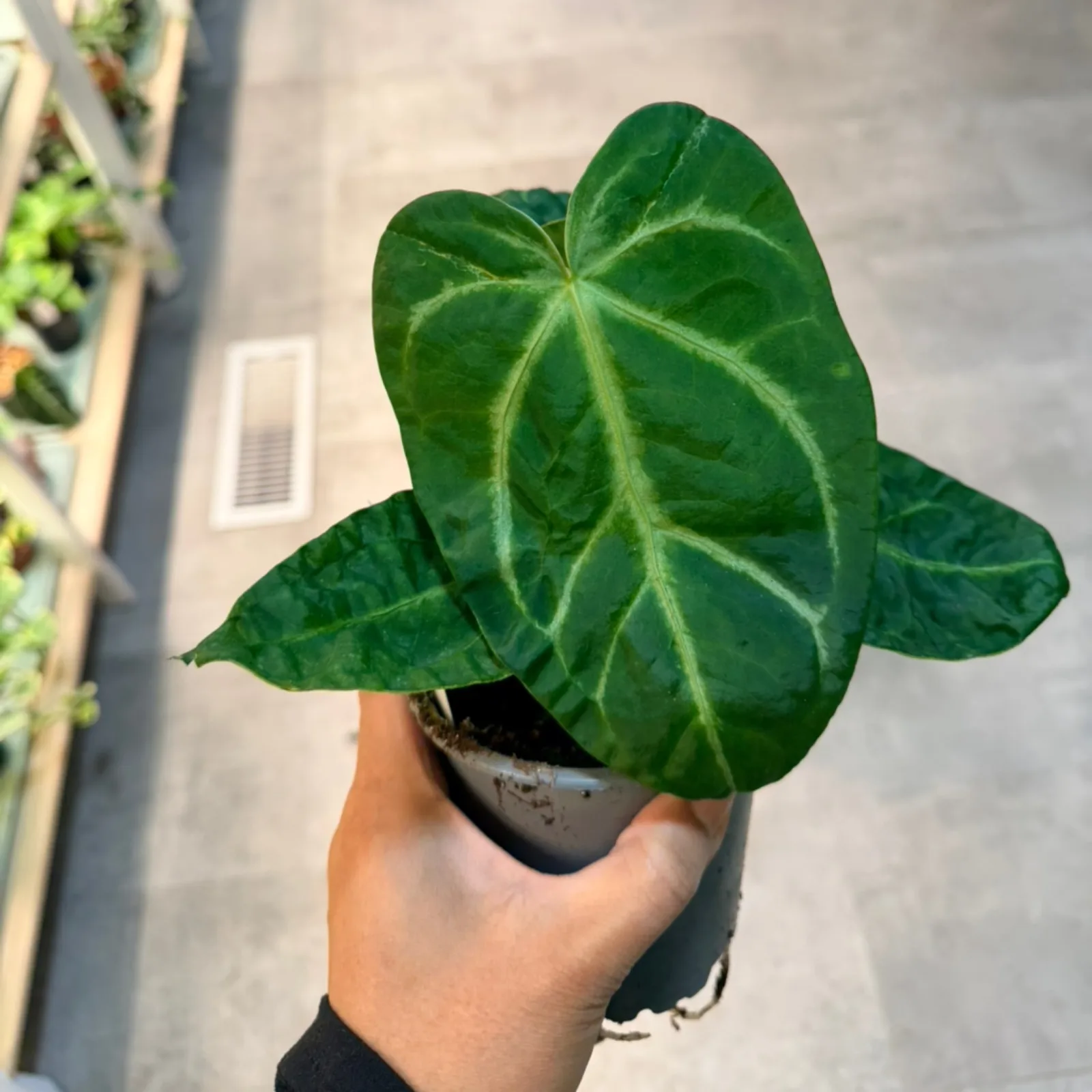 Anthurium Magnificum houseplant with heart-shaped green leaves in small black pot, held in hand.