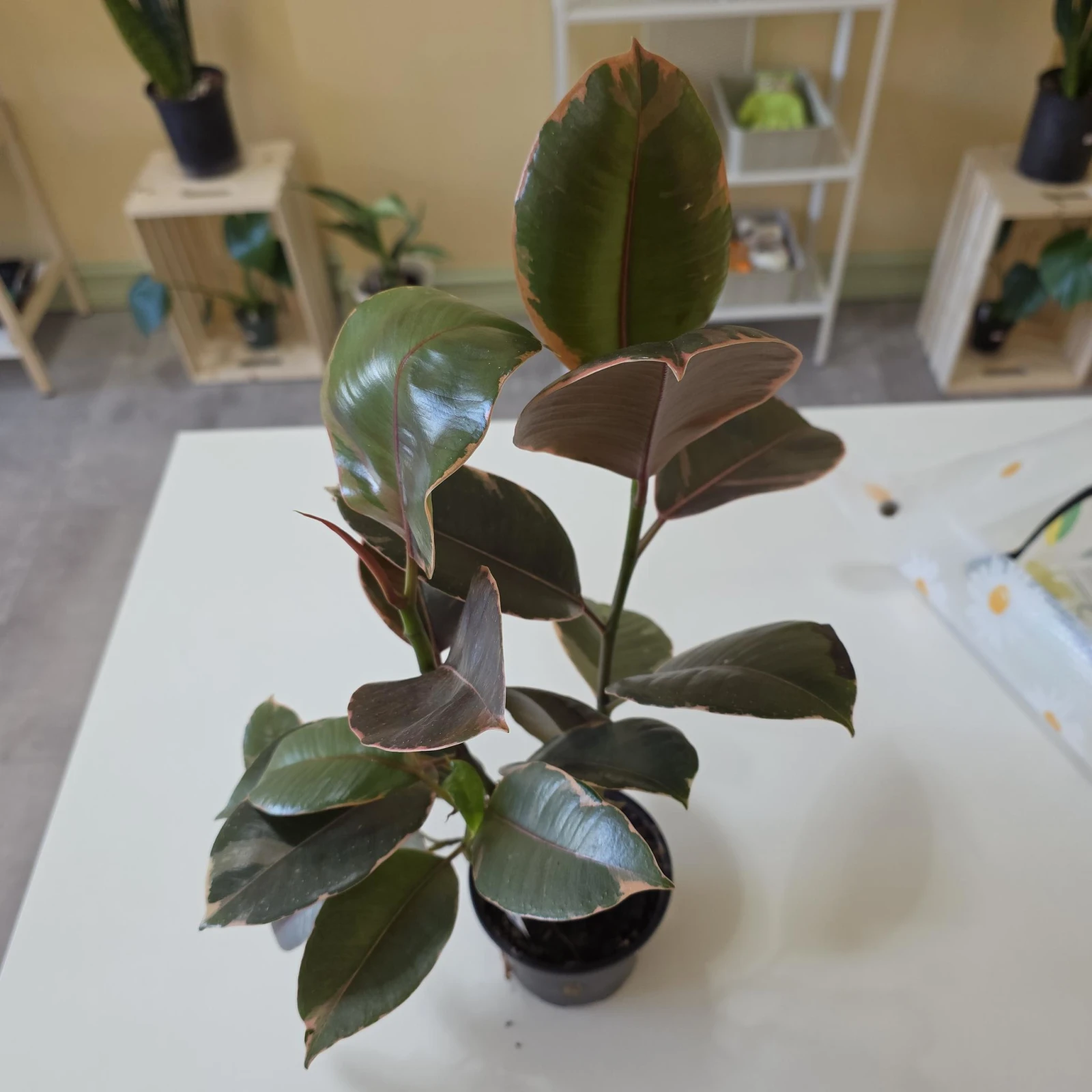 Ficus Ruby Small — image 2