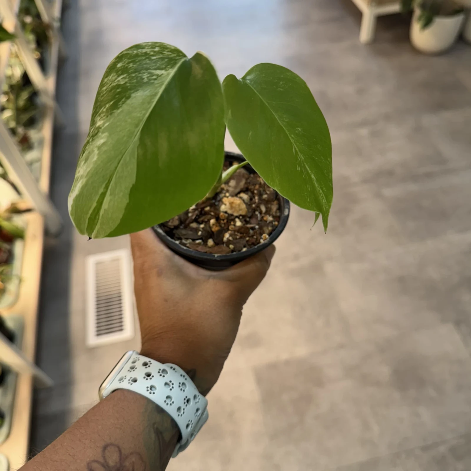 Monstera Albo Babies with variegated green and white leaves in small terracotta pots.