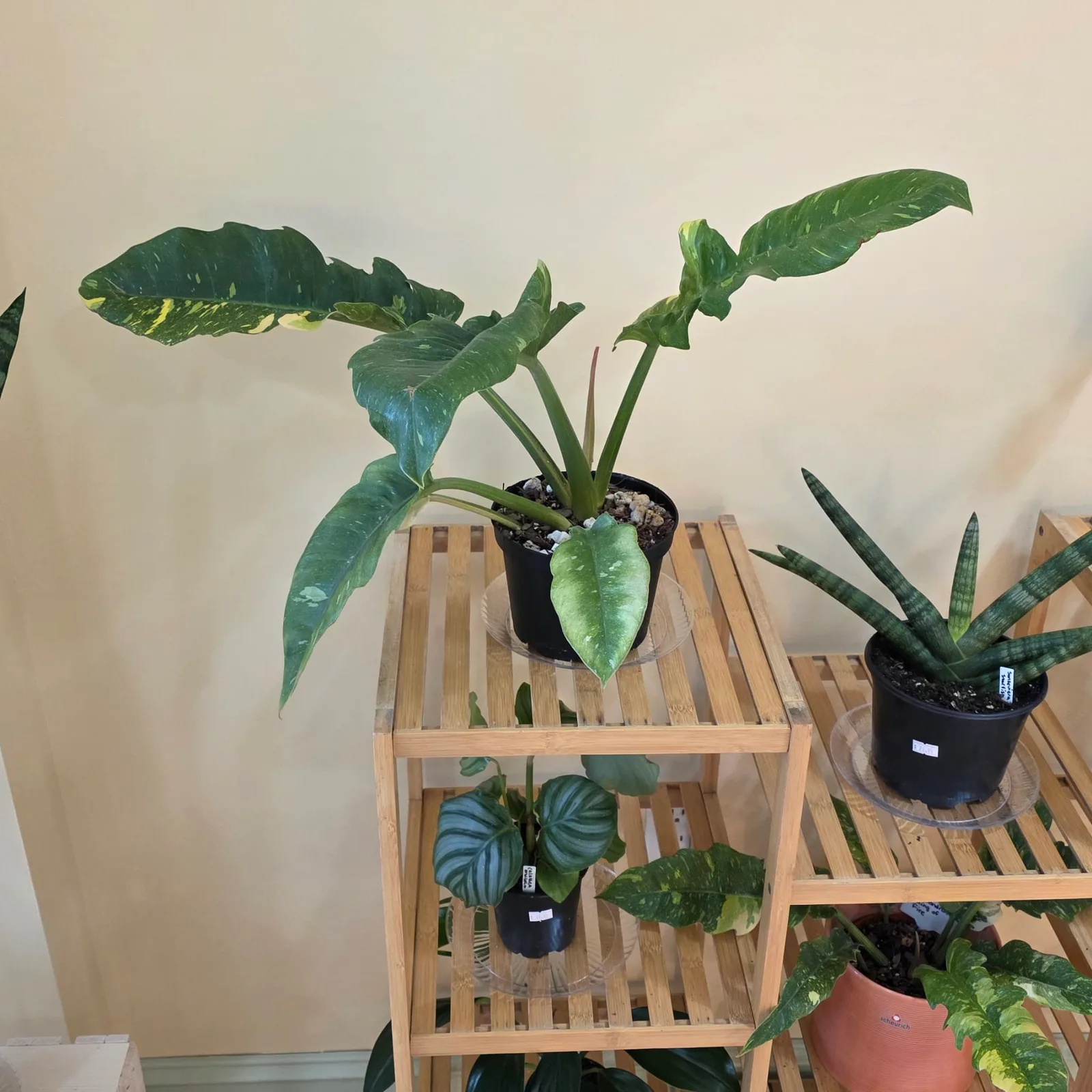 Philodendron Ring of Fire — image 2