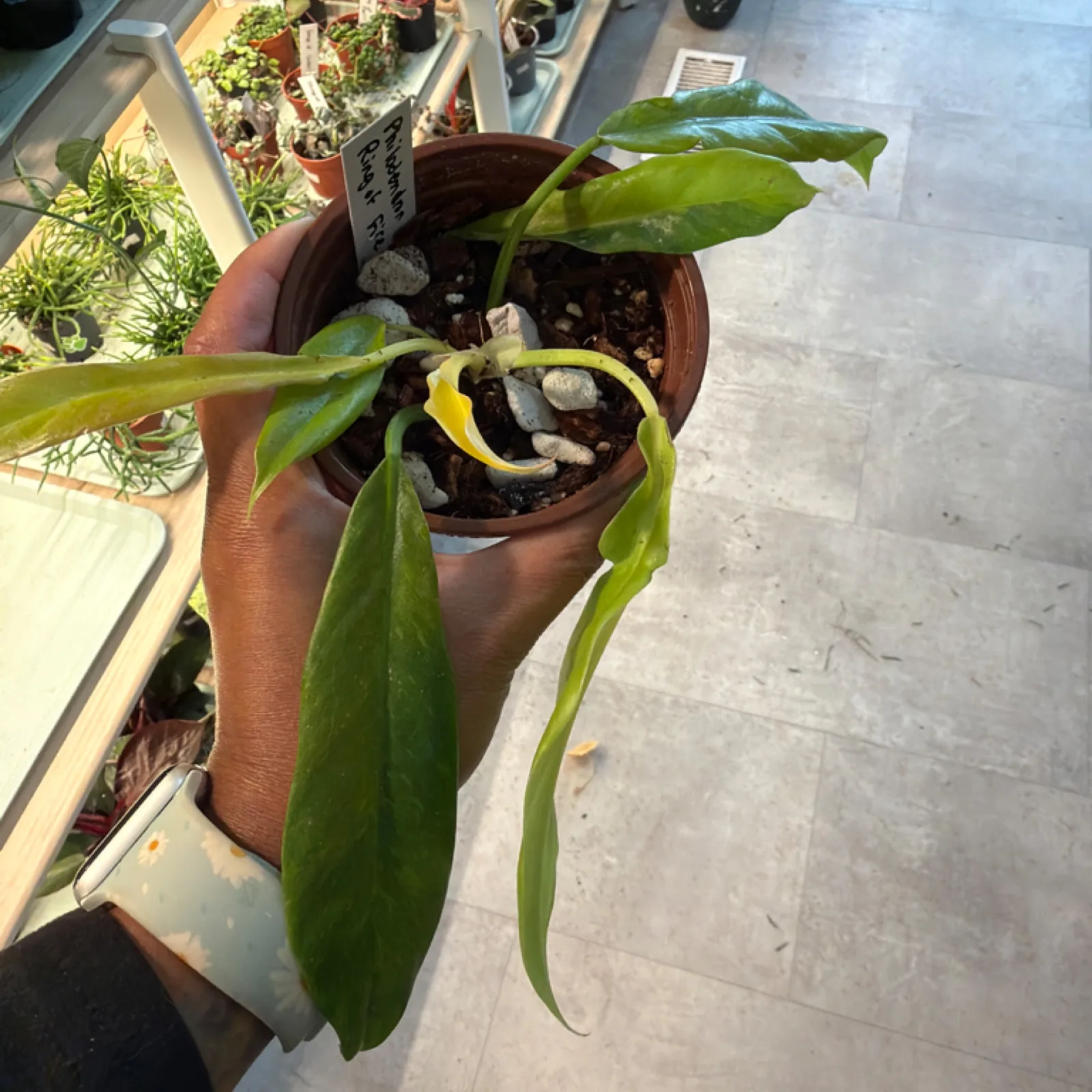 Philodendron Ring of Fire houseplant with variegated leaves in terracotta pot.