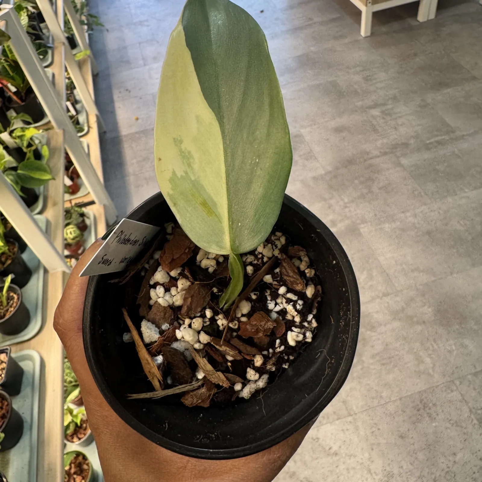 Philodendron Silver Sword Variegated with elongated leaf in black nursery pot with soil.
