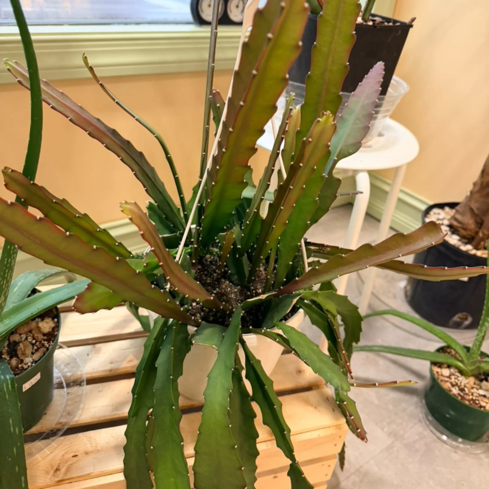 Orchid Cactus with green segmented stems in small potted container indoors.