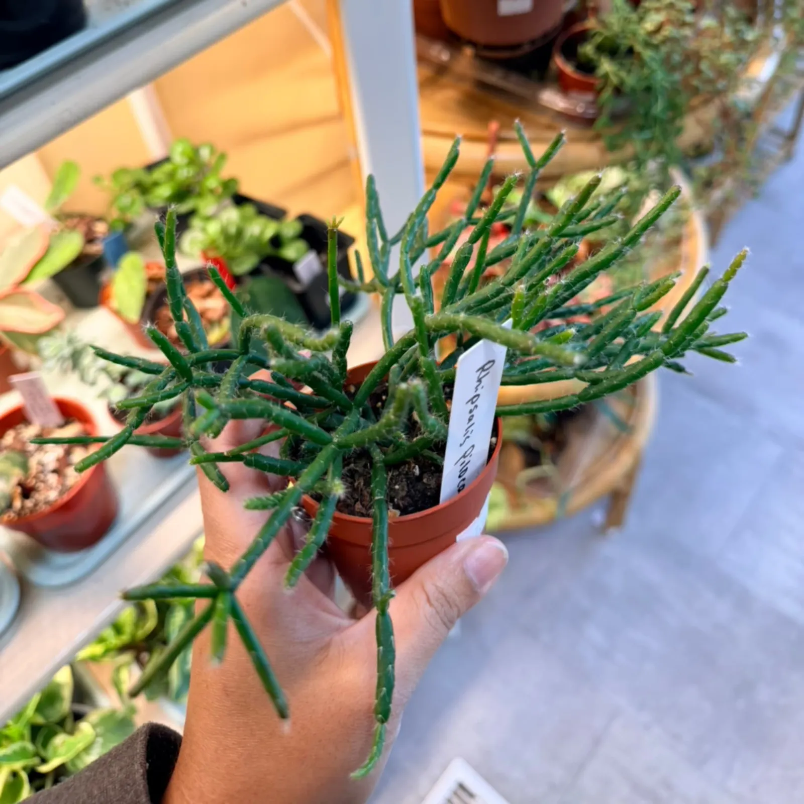 Rhipsalis pilocarpa succulent plant with green trailing stems in small terracotta pot