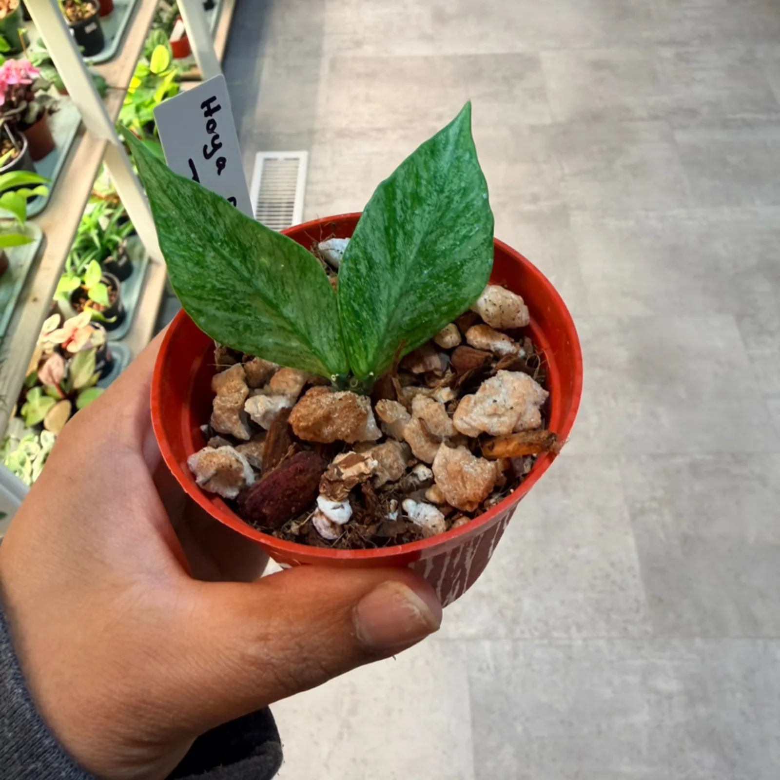Hoya polyneura 'Jasminka' small potted plant with green leaves in red pot