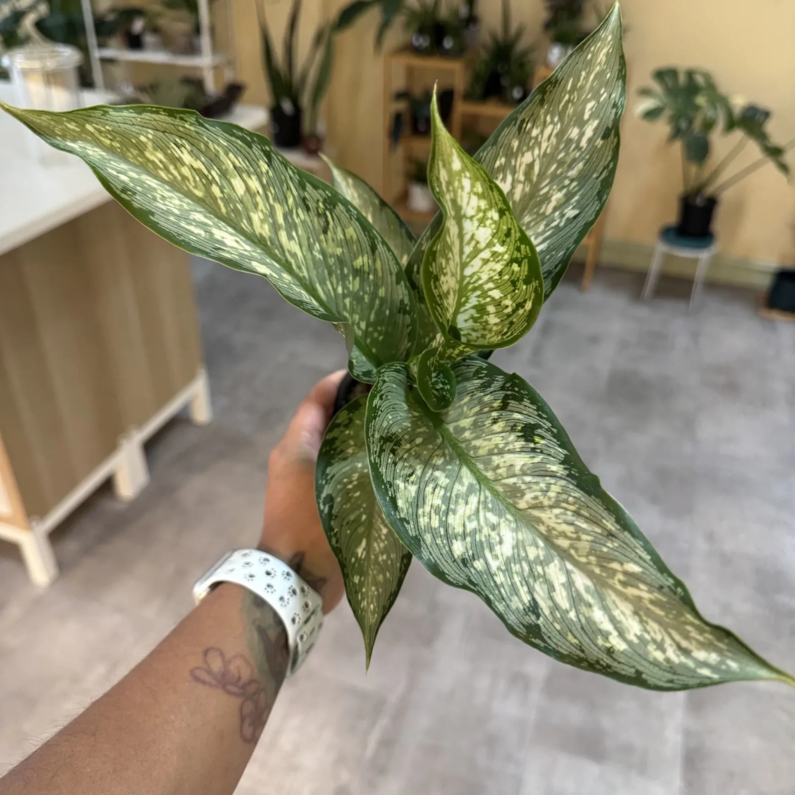 Dieffenbachia Tiki houseplant with variegated green and white leaves held in hand indoors.