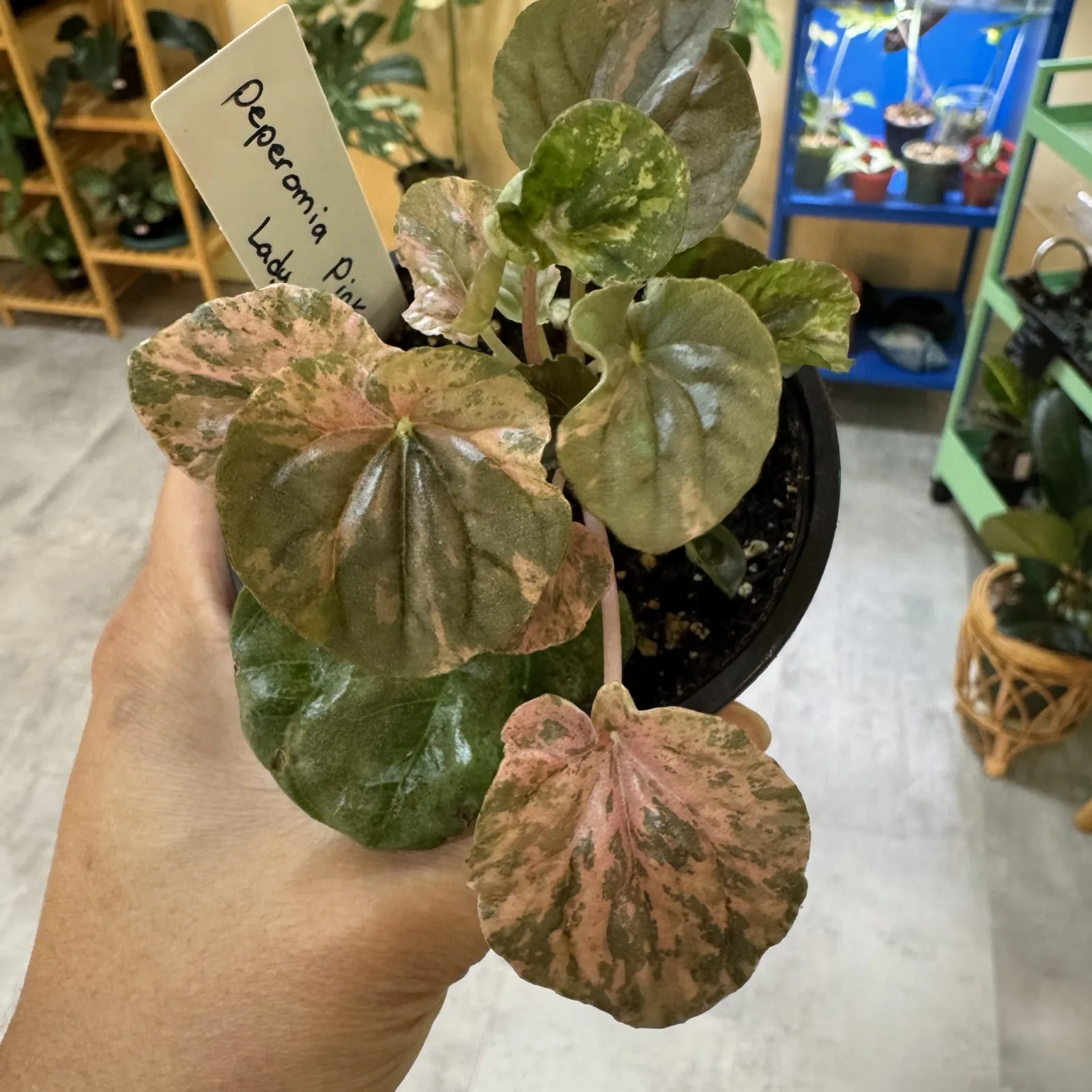 Peperomia Pink Lady houseplant with variegated pink and green leaves in small black pot.
