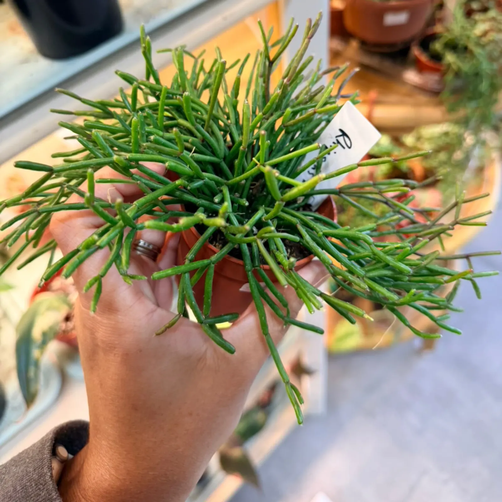 Rhipsalis baccifera mistletoe cactus with green trailing stems in terracotta pot, held in hand.