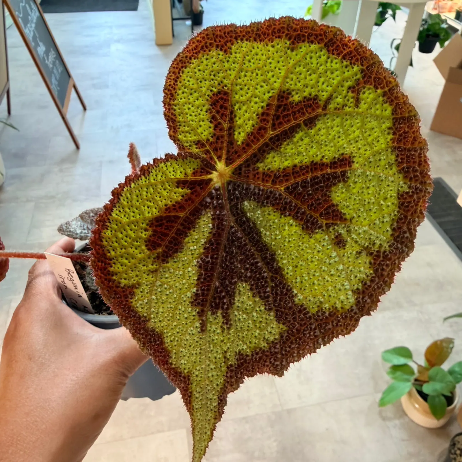 Begonia masoniana Iron Cross Begonia leaf with distinctive red cross pattern held in hand.