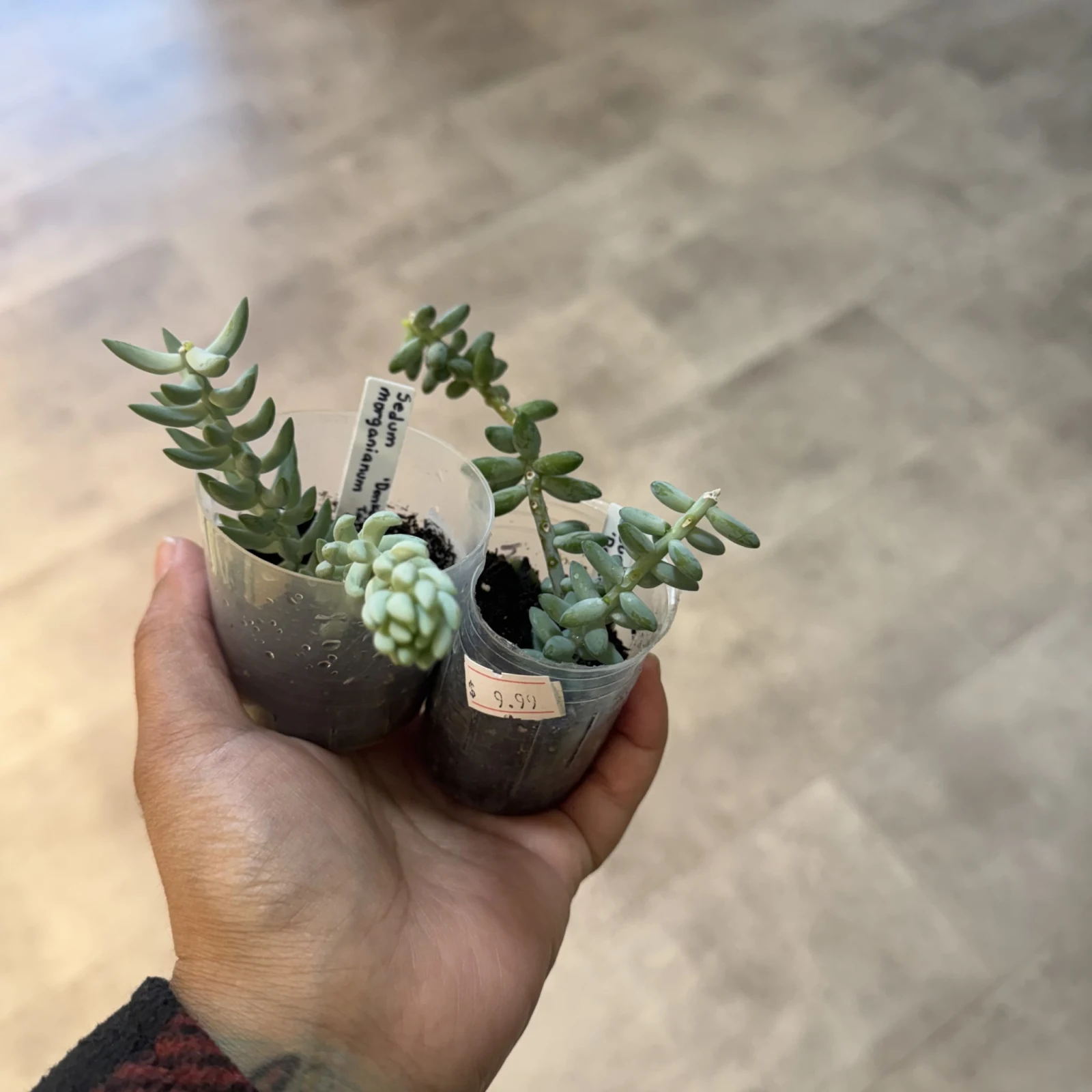 Burro's Tail succulent in small gray pot held in hand, trailing green leaves.