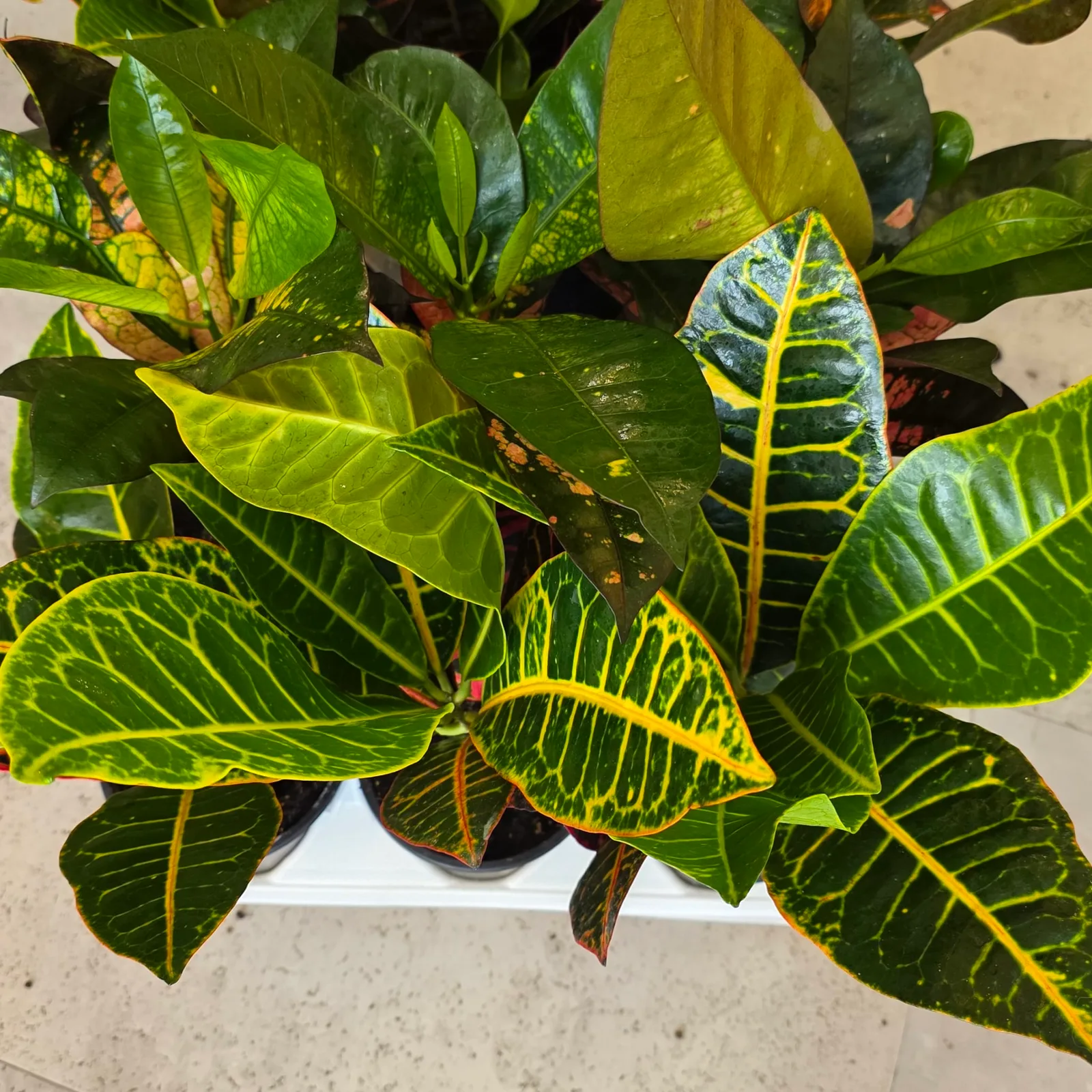Croton Assorted — image 2