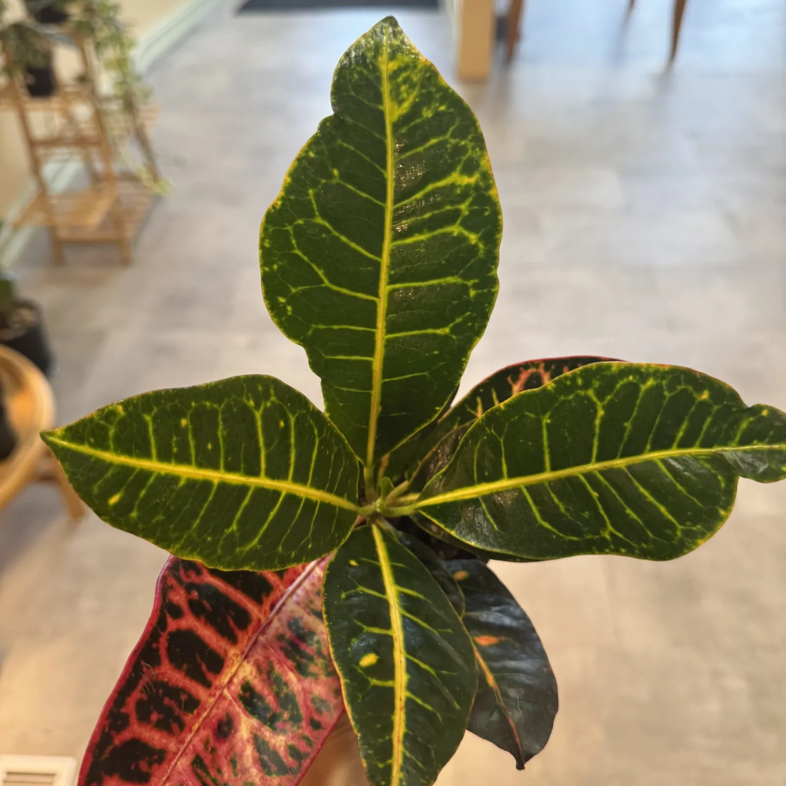 Croton Assorted houseplant with vibrant green and yellow variegated leaves in red decorative pot.