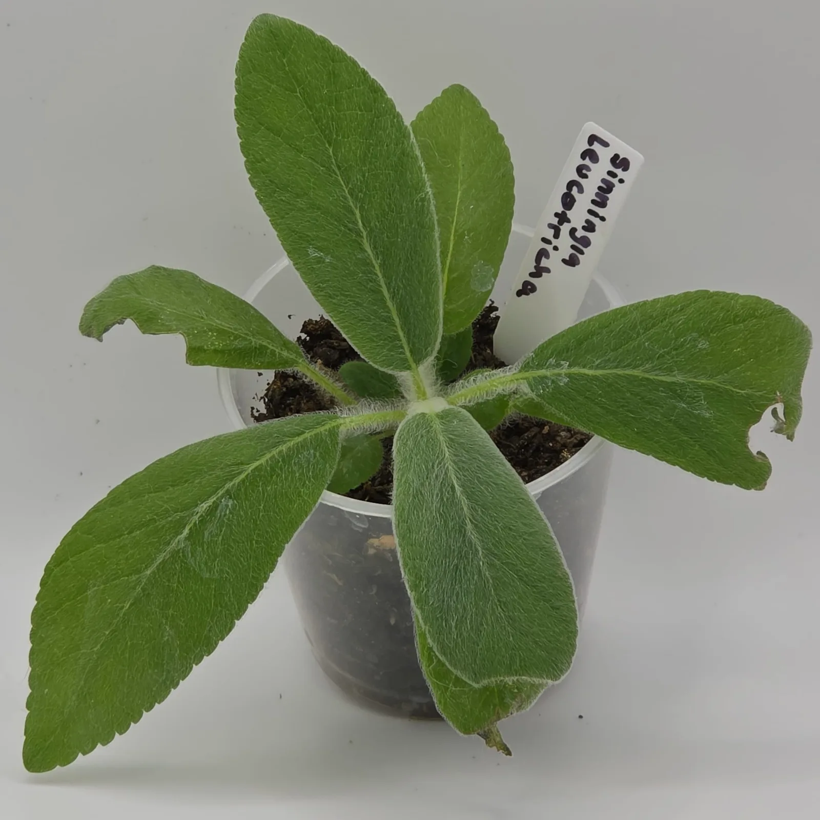 Sinningia Leucotricha — image 2