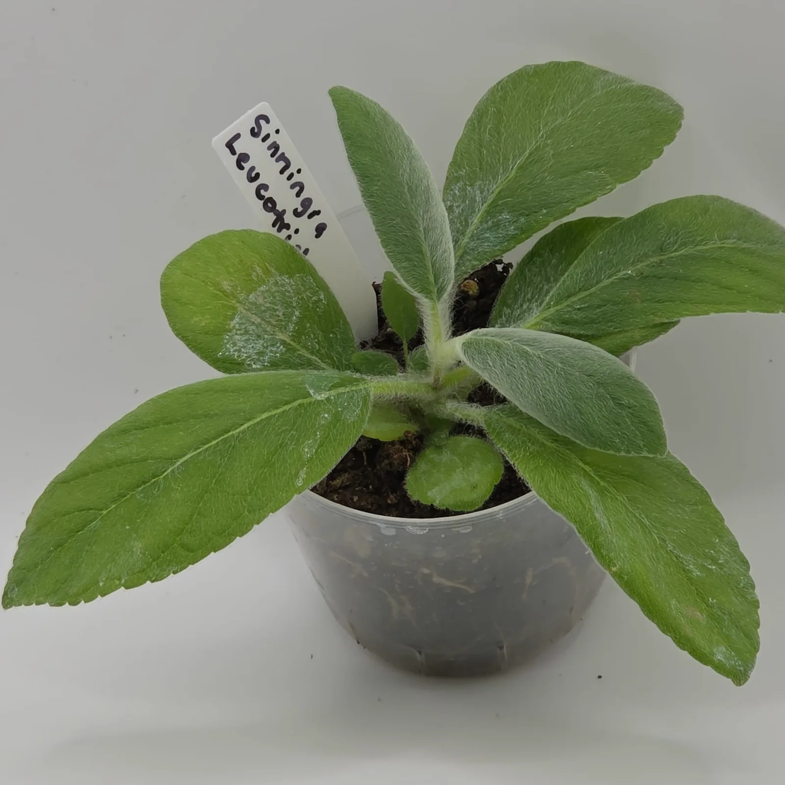 Sinningia Leucotricha — image 3