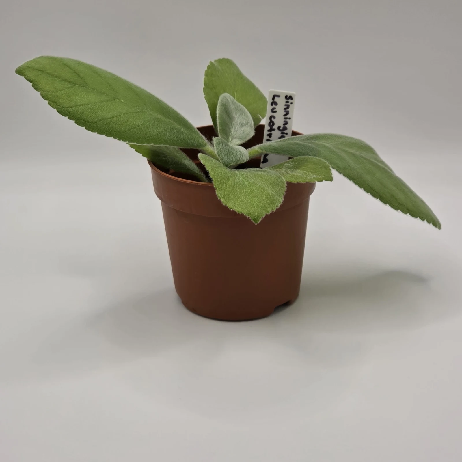 Sinningia leucotricha houseplant with fuzzy leaves in terracotta pot