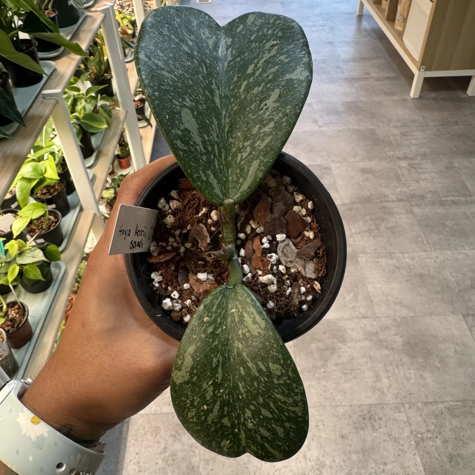Hoya Kerrii Splash with variegated heart-shaped leaves in black pot.