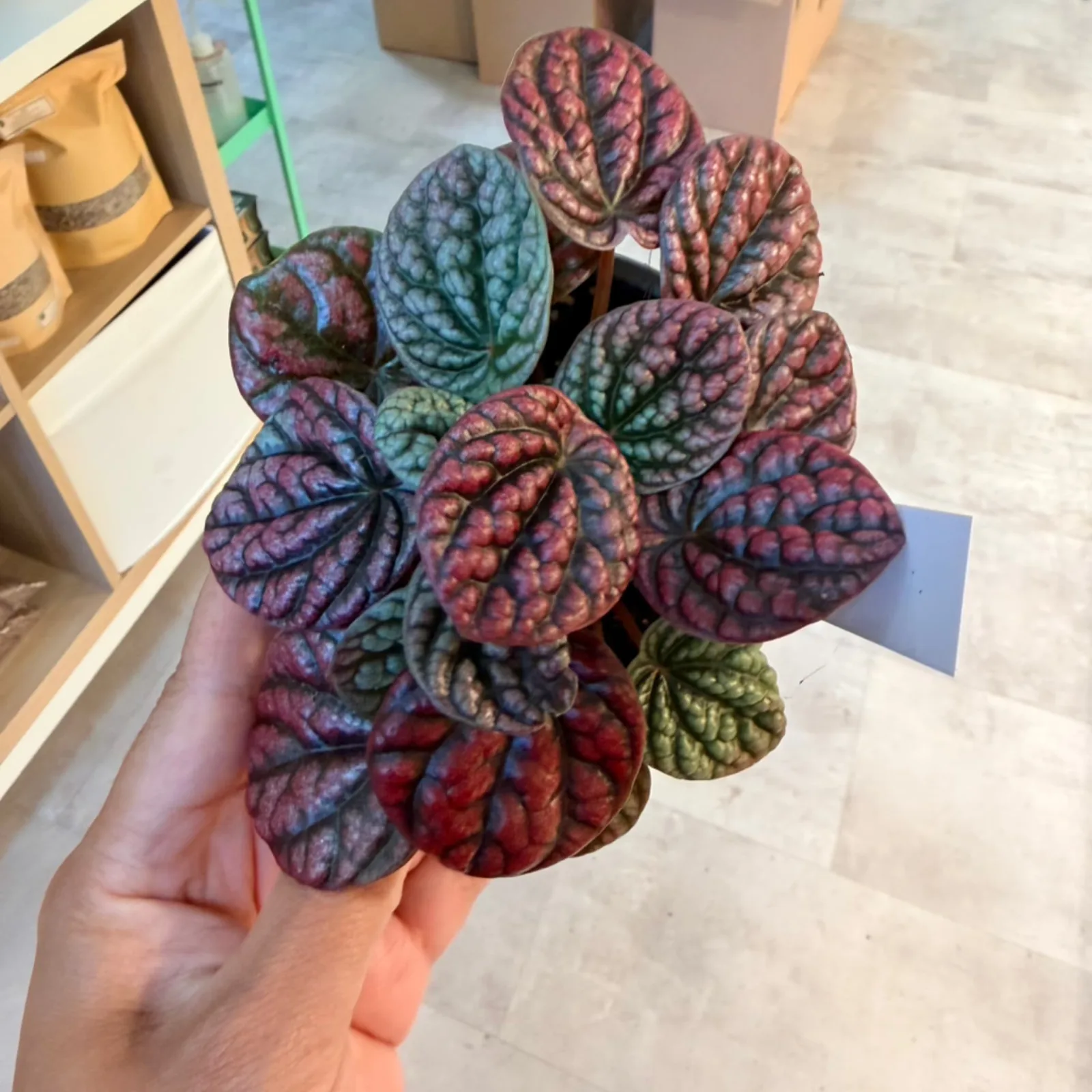 Peperomia rotundifolia 'Robella' with deep red and green variegated foliage held in hand.