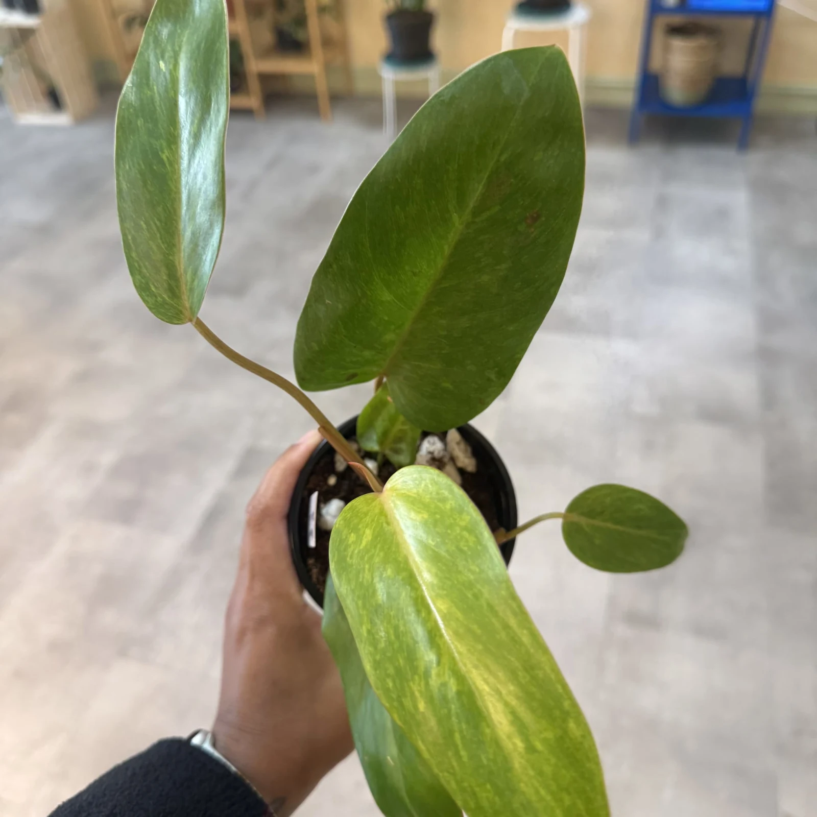 Philodendron Painted Lady houseplant with variegated green leaves in black pot, held in hand.