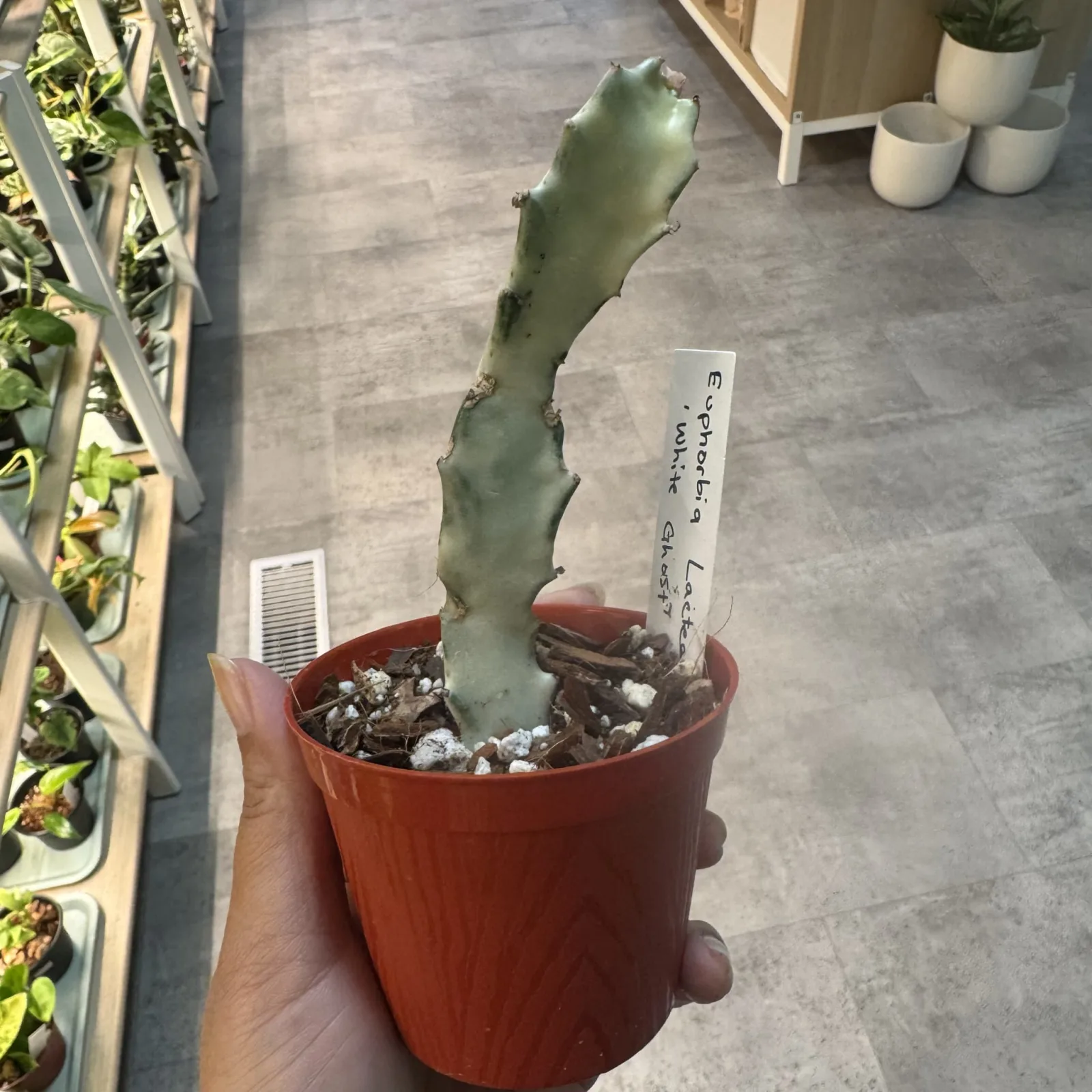 Euphorbia lactea ‘White Ghost' — image 2
