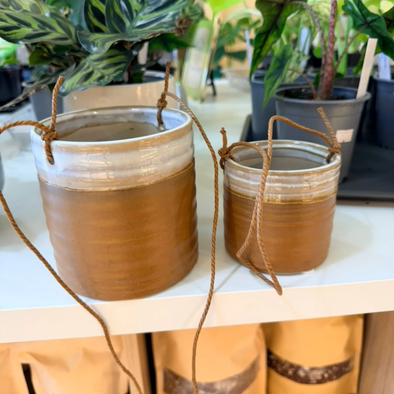 Mustard Yellow Hanging Pot with variegated foliage in ceramic planter with rope handles.