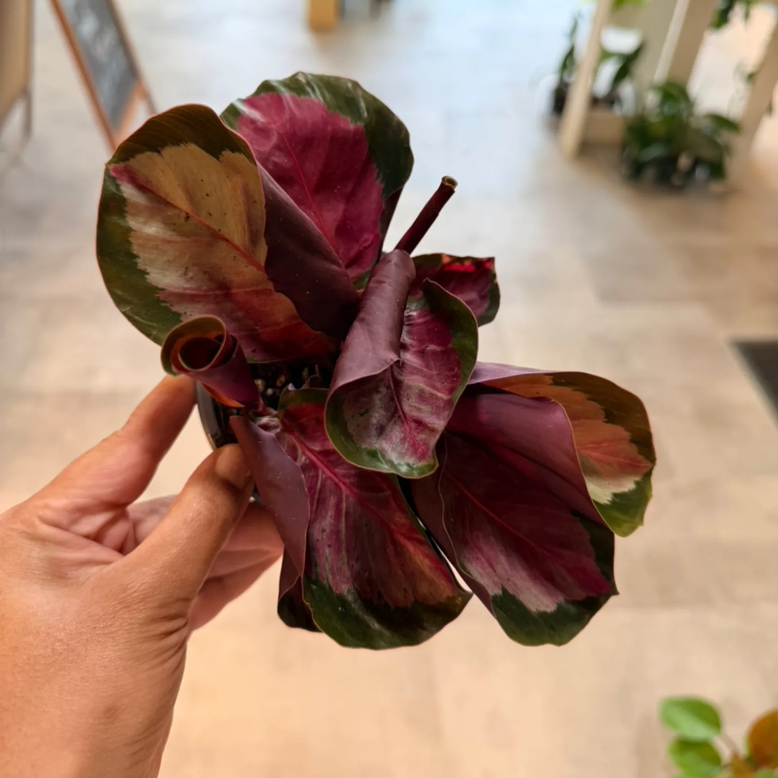 Calathea Roseopicta with deep burgundy and green variegated leaves held in hand