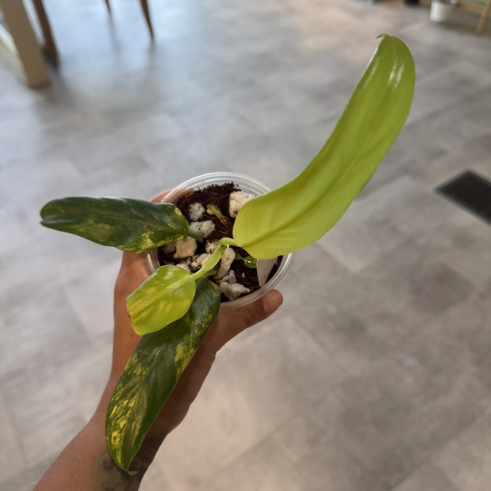 Philodendron Domesticum with distinctive arrow-shaped leaves in small ceramic pot.