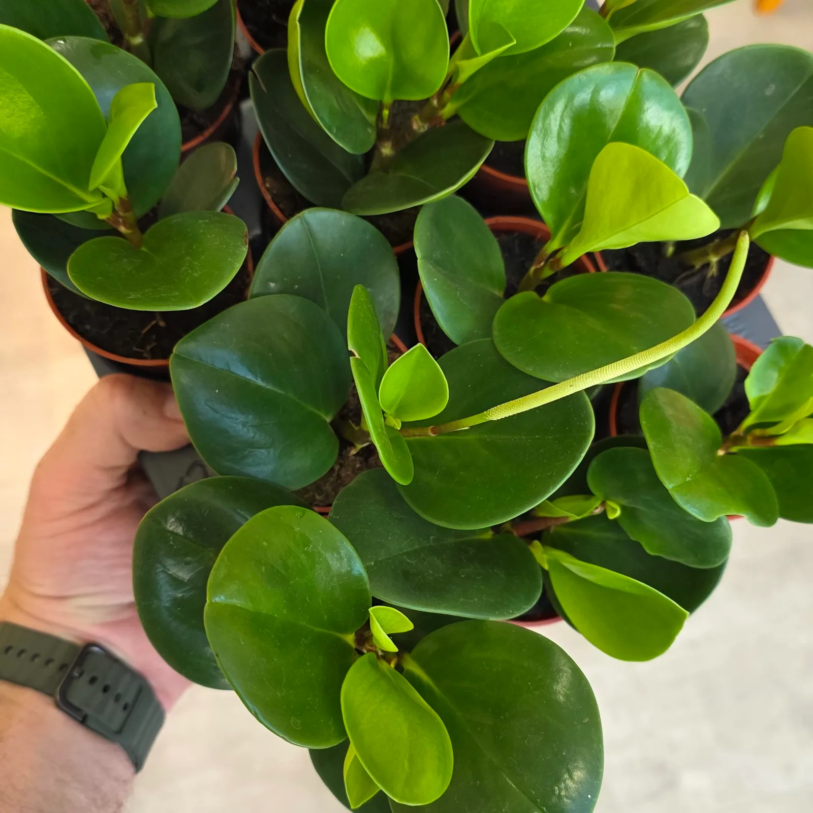Peperomia Lime — image 2