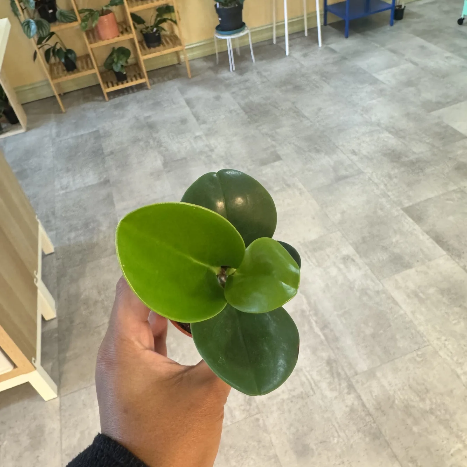 Peperomia Lime houseplant with round green leaves held in hand indoors
