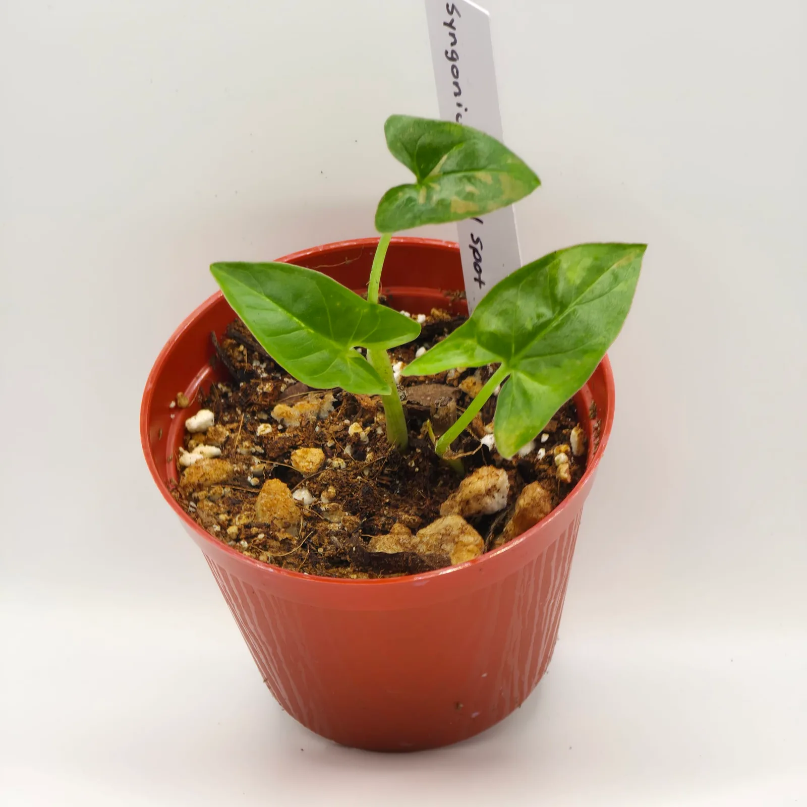 Syngonium Red Spot — image 3