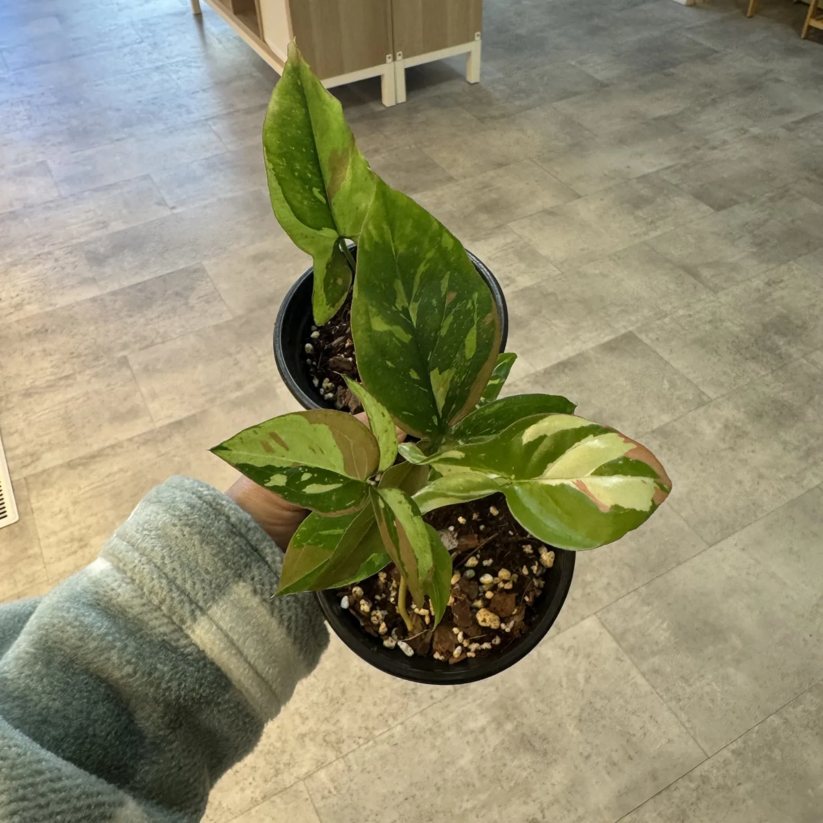 Syngonium Red Spot houseplant with green leaves in black nursery pot, held in hand.