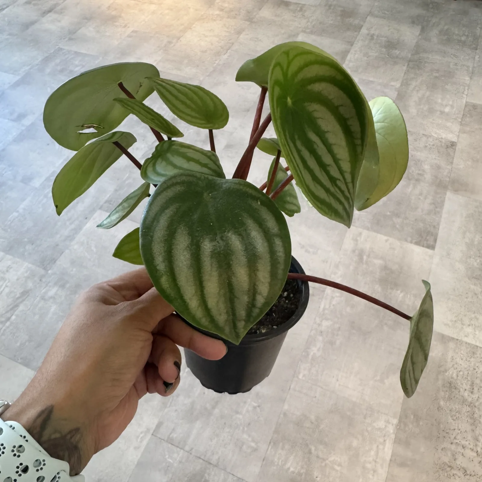 Peperomia Watermelon — image 2