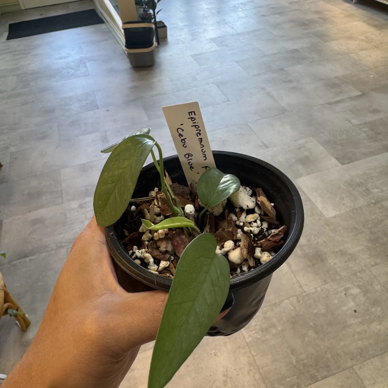 Cebu Blue pothos plant with heart-shaped leaves in small black nursery pot, held in hand.