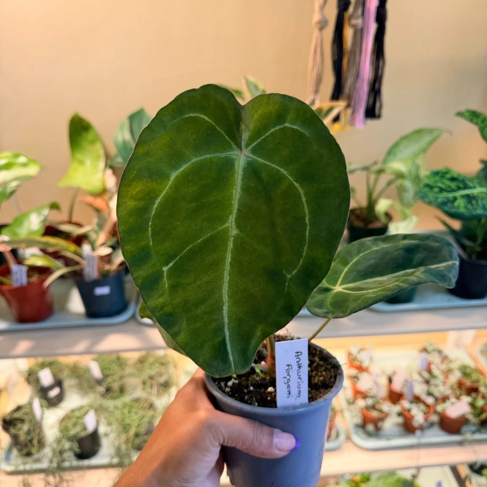 Anthurium Forgetti houseplant with heart-shaped leaves in small purple pot.