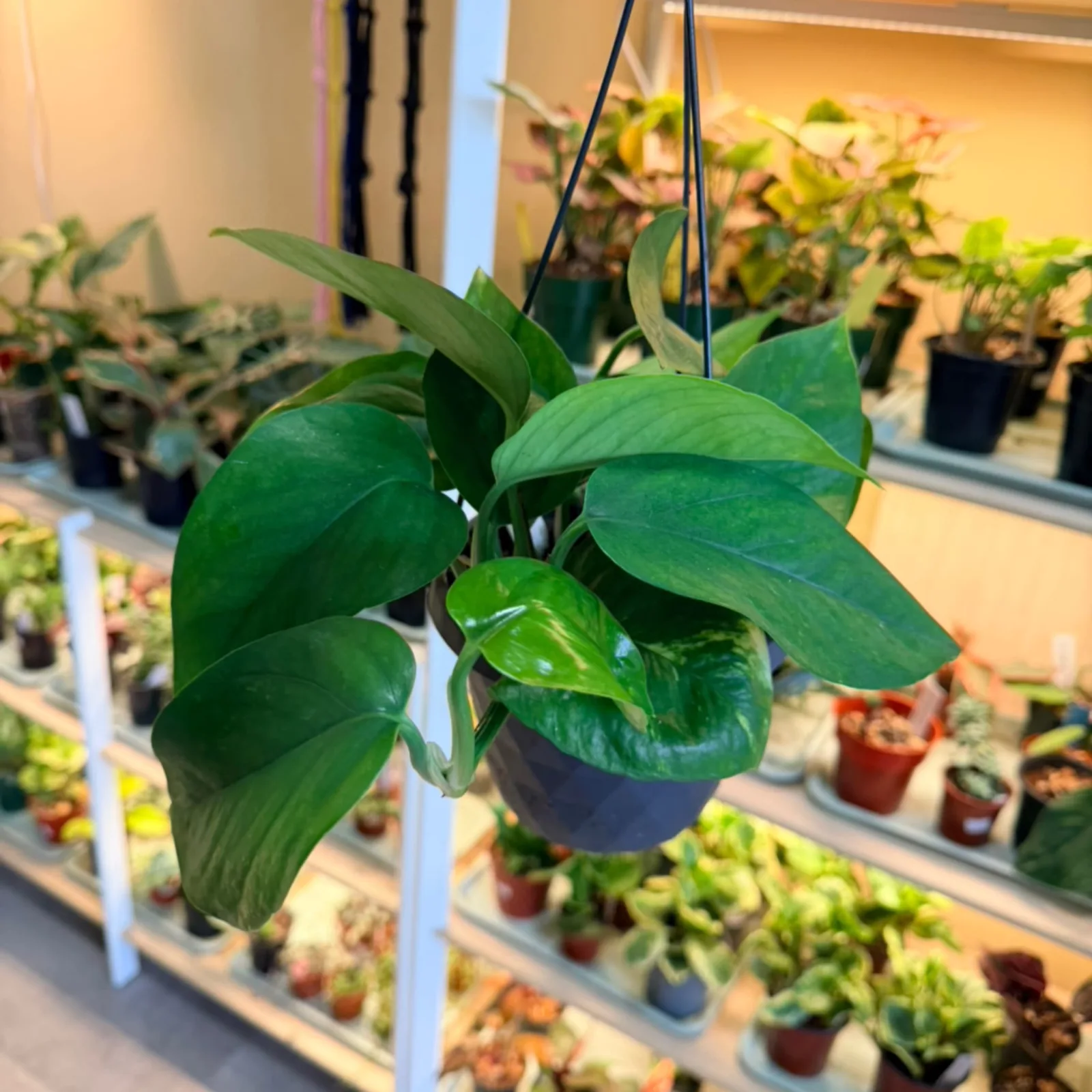 HB Golden Pothos houseplant with green leaves in black hanging pot indoors.
