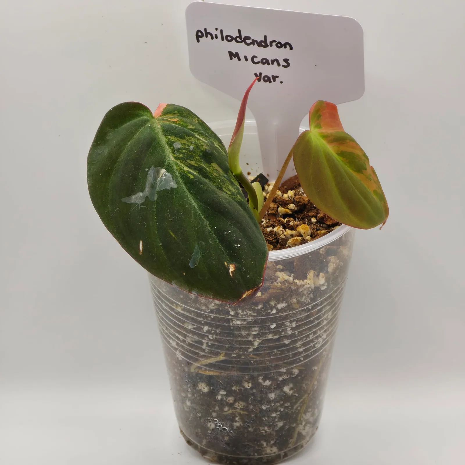 Philodendron Micans Variegated — image 2