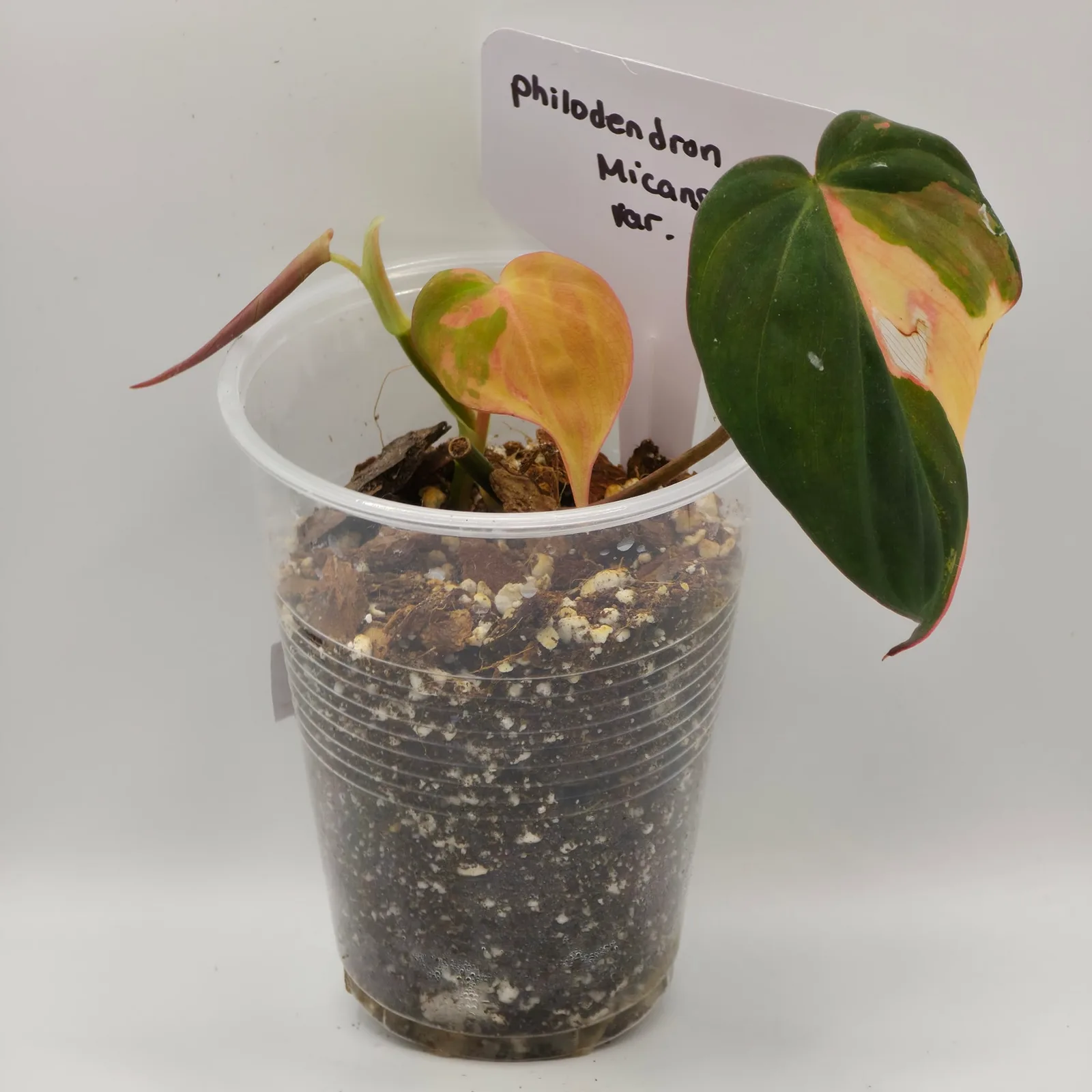 Philodendron Micans Variegated — image 3